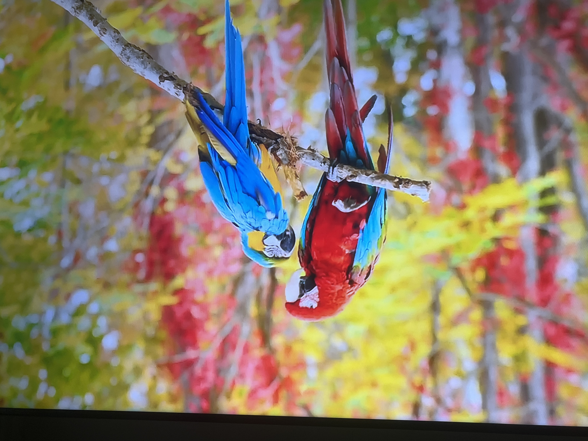 Two macaws are perched on a branch. The macaw on the left is predominantly red with blue and green accents on its wings and tail. It has a white face with black markings around its eyes and beak. The macaw on the right is bright blue with yellow on its chest and under its wings, and a blue tail. Its face is white with black markings. They are positioned close together, facing each other. The background is a blur of autumnal colors, featuring shades of red, yellow, and green, suggesting trees in foliage. The scene is set in an outdoor environment, likely a natural setting.