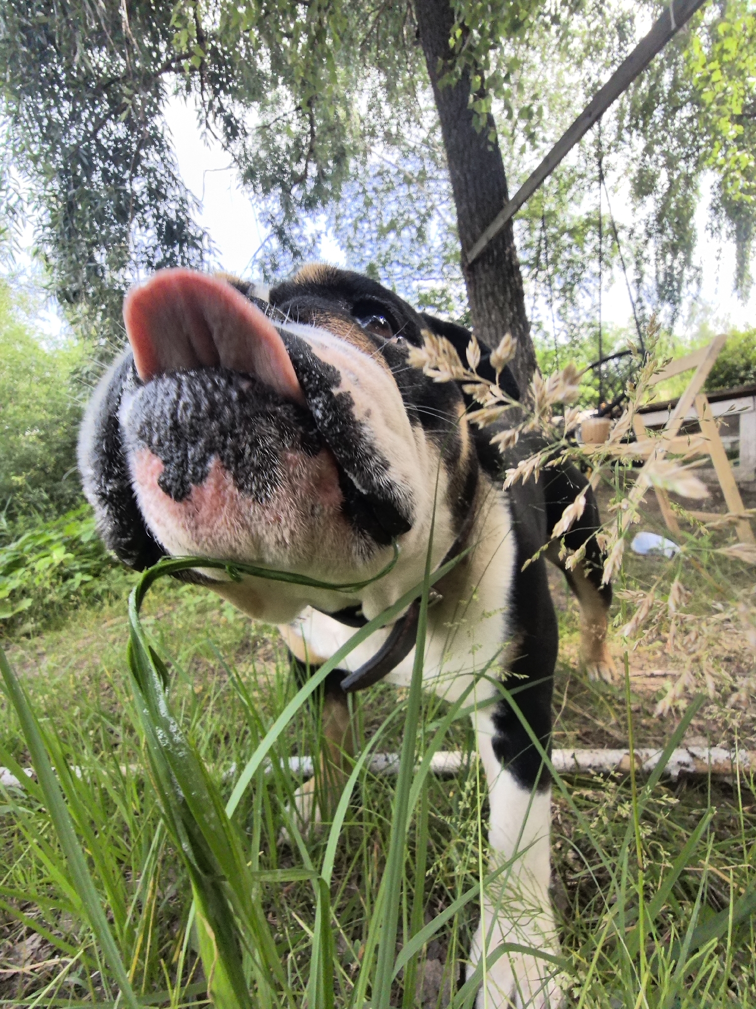 A close-up, low-angle shot shows a black, white, and tan bulldog sticking its pink tongue out while chewing on grass in a yard. The dog's face is in focus, with its snout covered in black and white fur, and some pink skin visible. It wears a black collar. Behind the dog, tall green grass and dried stalks of wheat are visible. In the background, a tree trunk with rough bark stands tall, with green foliage overhead, suggesting a leafy canopy. A wooden structure, possibly a ladder or part of a fence, is visible to the right of the tree. The ground is covered in grass and dirt, with some scattered leaves. The overall lighting suggests an outdoor daytime scene with natural light. The location is identified as Noviy, Russia.