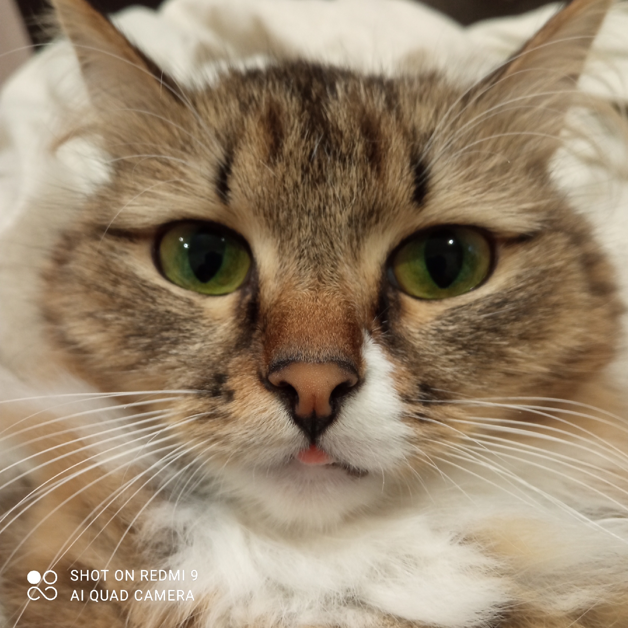 A domestic cat is depicted in a close-up, head-on portrait shot in an indoor setting within the city of Chaikovsky, Russia. The cat possesses a prominent tabby pattern on its head and ears, featuring shades of brown and dark brown/black stripes, with lighter, possibly ginger, undertones. Its chest and lower muzzle are covered in thick white fur. The cat's eyes are large, round, and a vivid green color, with dark, vertically constricted pupils reflecting ambient light. Its nose is a soft pinkish-brown, and a tiny tip of a pink tongue is visible, protruding slightly from its closed mouth (a "blep"). Numerous long, white whiskers extend prominently outwards from both sides of its muzzle. The background is uniformly light-colored and out of focus, suggesting a soft surface like a blanket or cushion. A digital watermark in the bottom-left corner reads "SHOT ON REDMI 9 AI QUAD CAMERA".