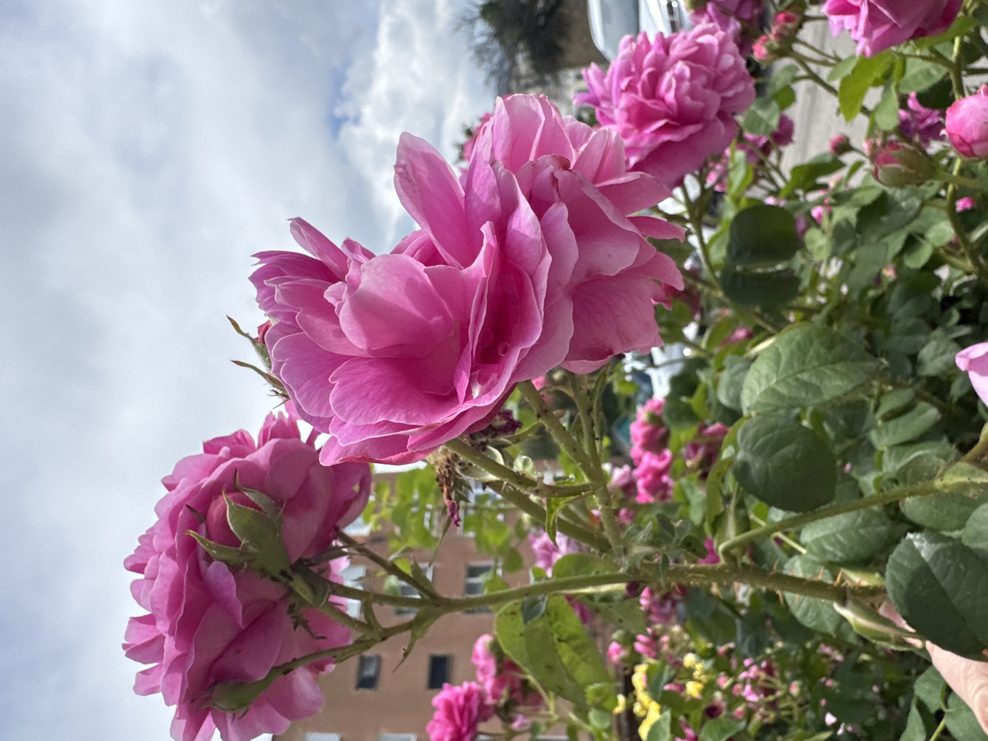 In the foreground, several vibrant pink roses are in bloom, their petals layered and delicate. The roses are on a bush with green leaves and thorny stems. In the background, a building with a brick facade and several windows is visible. The sky above is cloudy. The image appears to have been taken outdoors in a garden or urban setting. There are no people visible in the image. The location in the city of Karachayevsk, Russia is not evident from the visual information in the image.