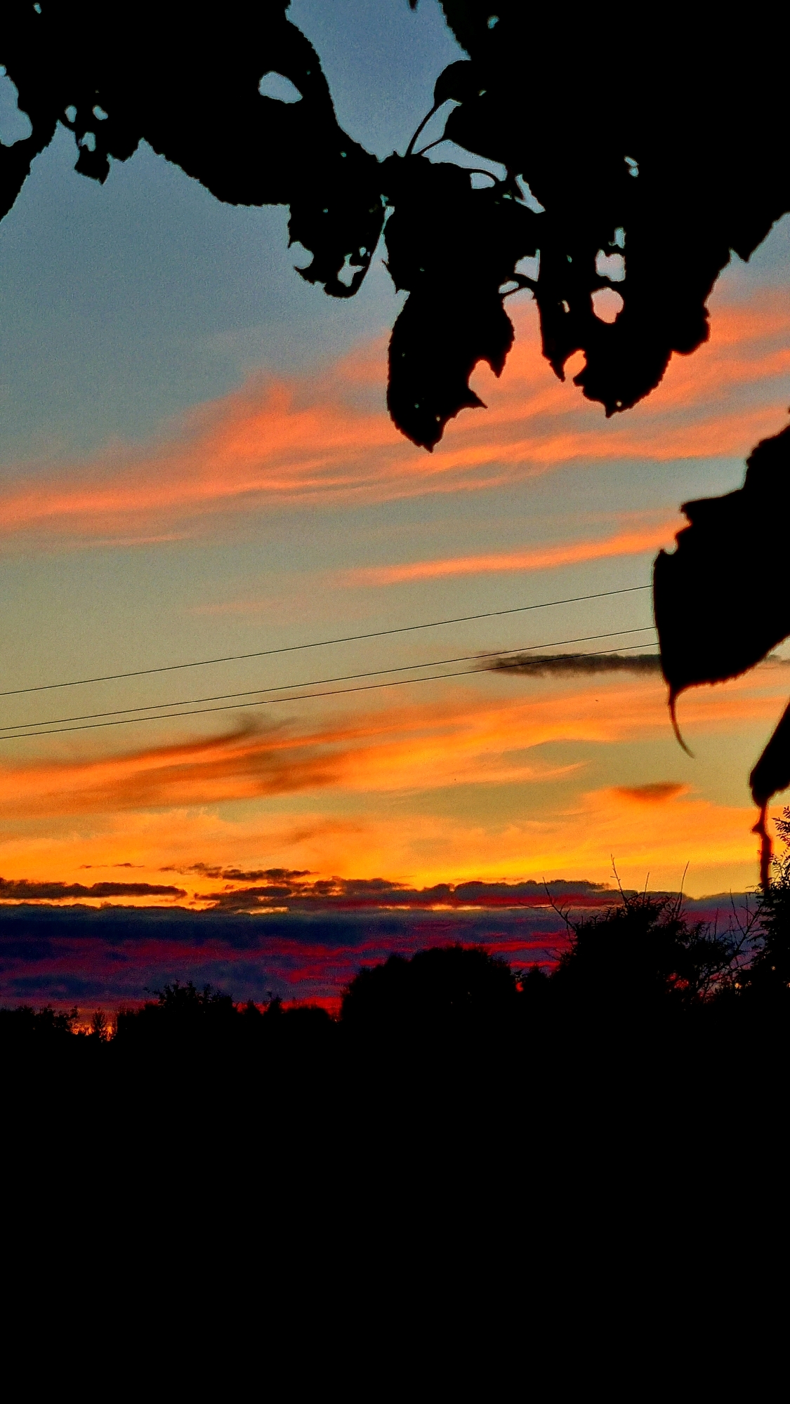 An outdoor, close-up, vertical shot captures a dramatic sunset with wispy, orange and pink clouds against a gradient blue and yellow sky. Silhouetted tree leaves frame the top and right side of the image, with a jagged, torn edge visible on the left. Three thin, black power lines stretch horizontally across the middle of the frame. The bottom of the image is dominated by the dark silhouette of trees and foliage against the horizon. The scene is devoid of any discernible people or specific landmarks.