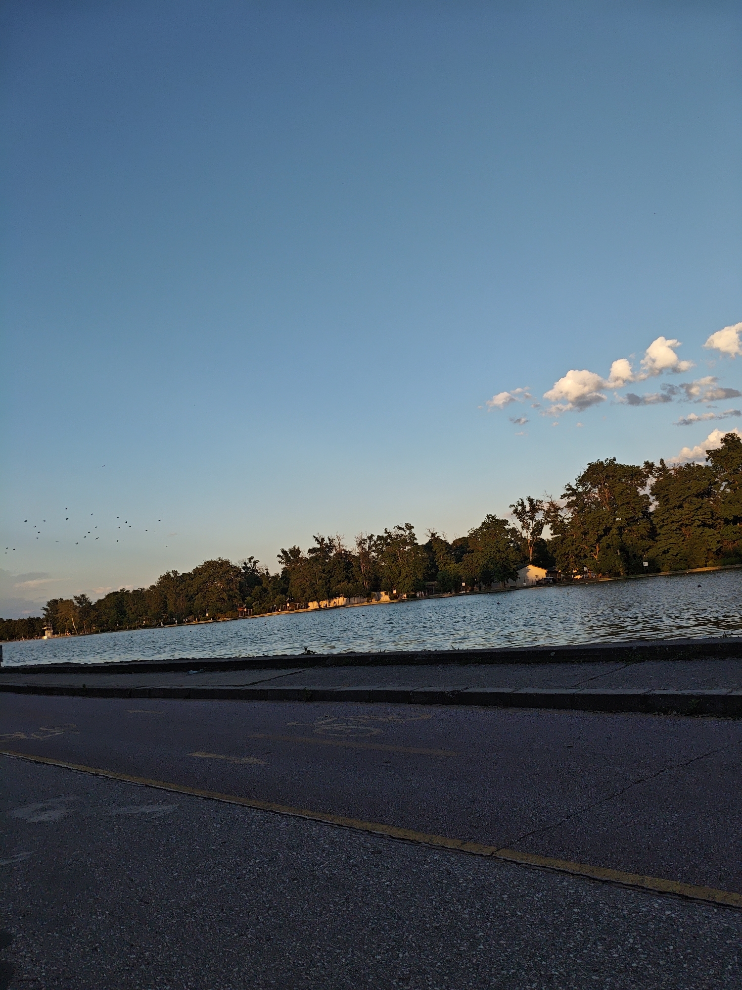 An eye-level, medium shot captures a serene waterscape with a tree-lined shore under a clear blue sky. In the foreground, a paved pathway with yellow markings runs parallel to a body of water. The water, with gentle ripples, reflects the sky and the trees on the opposite bank. The shore is densely populated with a variety of trees, some with lush green foliage, while others appear to be deciduous. A few scattered white clouds drift across the sky. A flock of birds is visible in flight over the water and the distant shore. The scene suggests a park or recreational area within a city.
