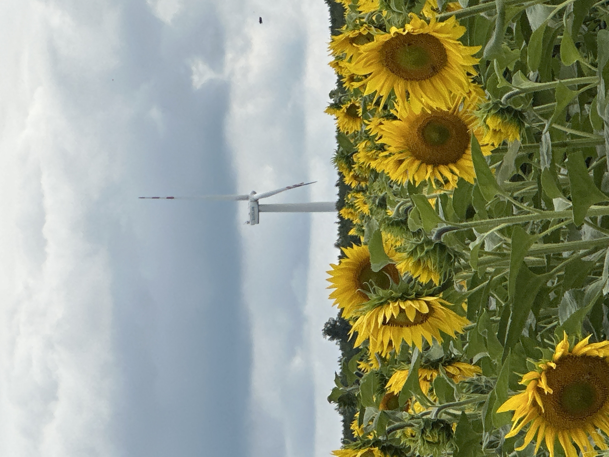 The image depicts a field of sunflowers with a wind turbine in the background. The sunflowers are in full bloom, with bright yellow petals and dark centers. They are densely packed, forming a vibrant carpet of color. The wind turbine is tall and white, with two blades, and is positioned in the middle ground of the image. The sky is overcast with gray clouds. The location is identified as Korchivka, Ukraine. The scene appears to be a rural landscape, likely a farm or agricultural area. There are no people or animals visible in the image.