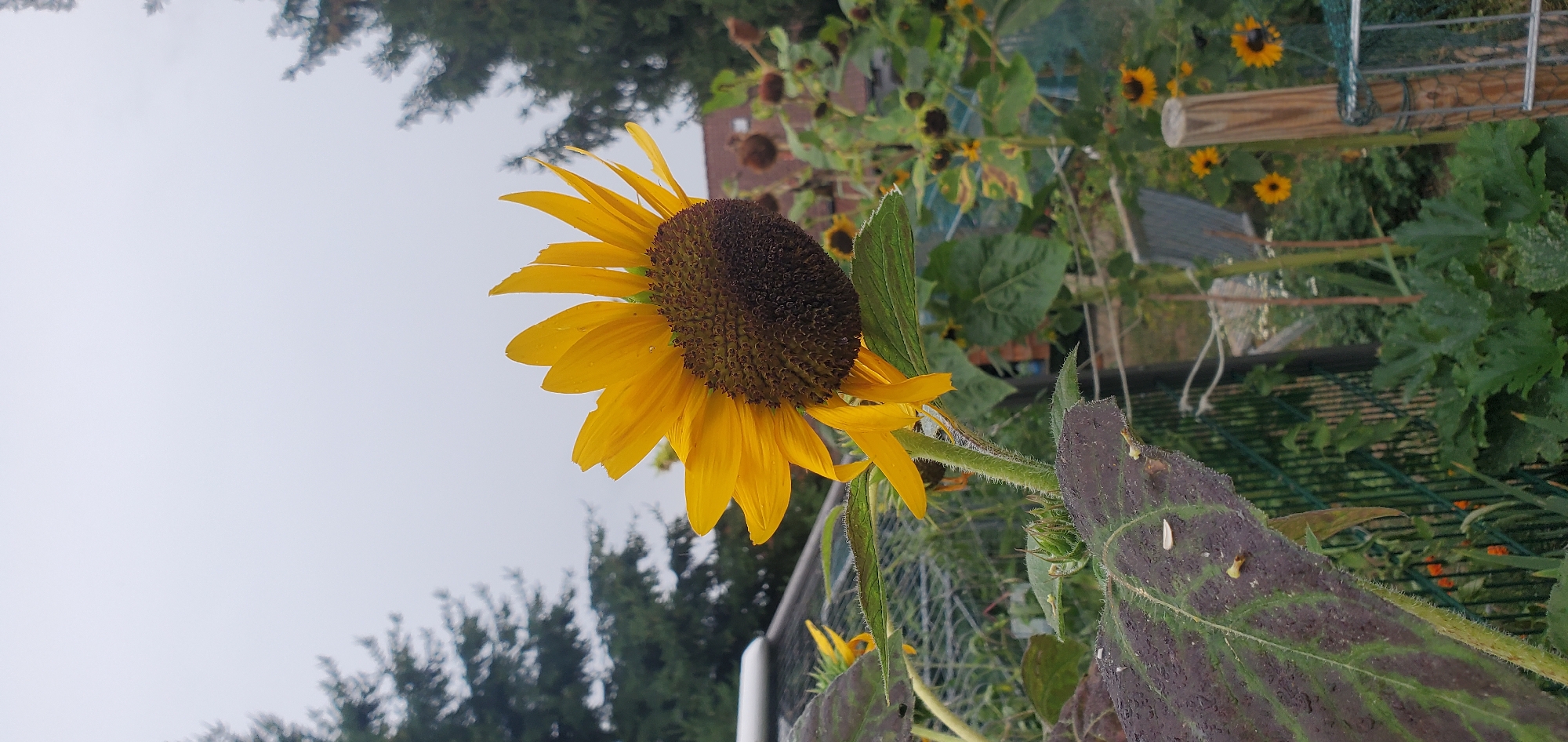 A close-up, eye-level shot captures a vibrant sunflower dominating the frame, its large, dark center contrasting with bright yellow petals. The sunflower leans slightly, its stem fuzzy and green, with water droplets visible on the petals. In the background, a garden scene unfolds under an overcast sky. Smaller sunflowers, some with wilted heads, dot the landscape, interspersed with lush green foliage. A dark green leaf with purple veins is prominent in the foreground, also speckled with water. The scene is enclosed by a green wire fence, with a wooden fence post visible on the right. The setting appears to be a garden in Achern, Germany, possibly on a slightly damp, cloudy day.