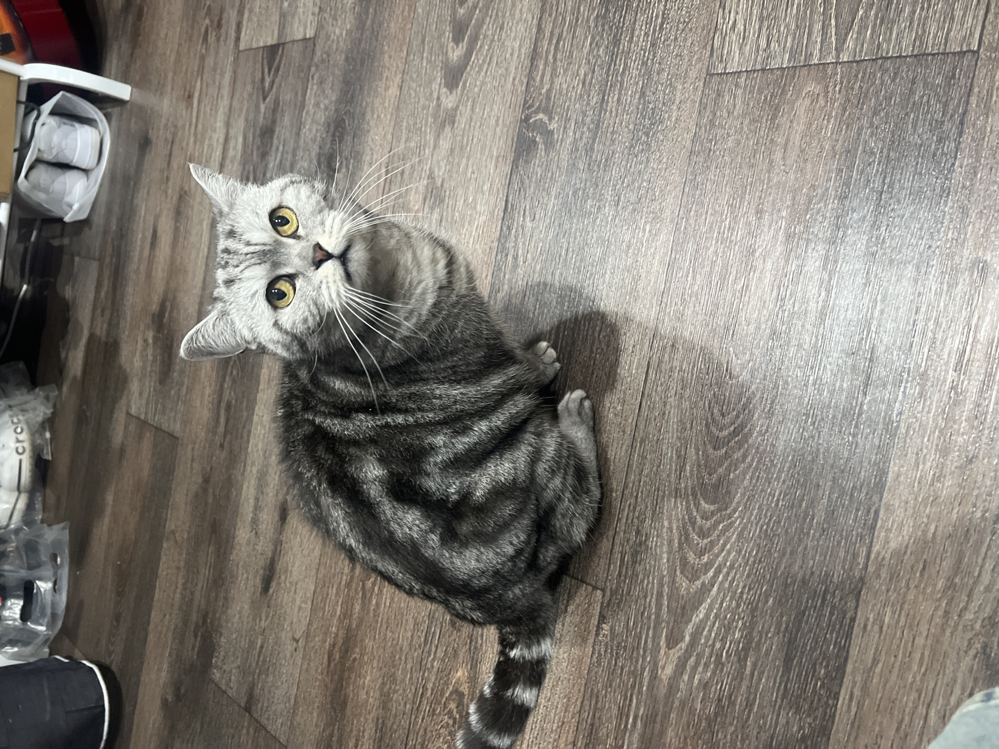 A gray tabby cat with yellow eyes sits on a dark, wood-patterned floor. The cat is looking up towards the camera. To the left of the cat are several white objects, possibly shoes, in a plastic bag. The location is not identifiable as Votkinsk, Russia based on the image.