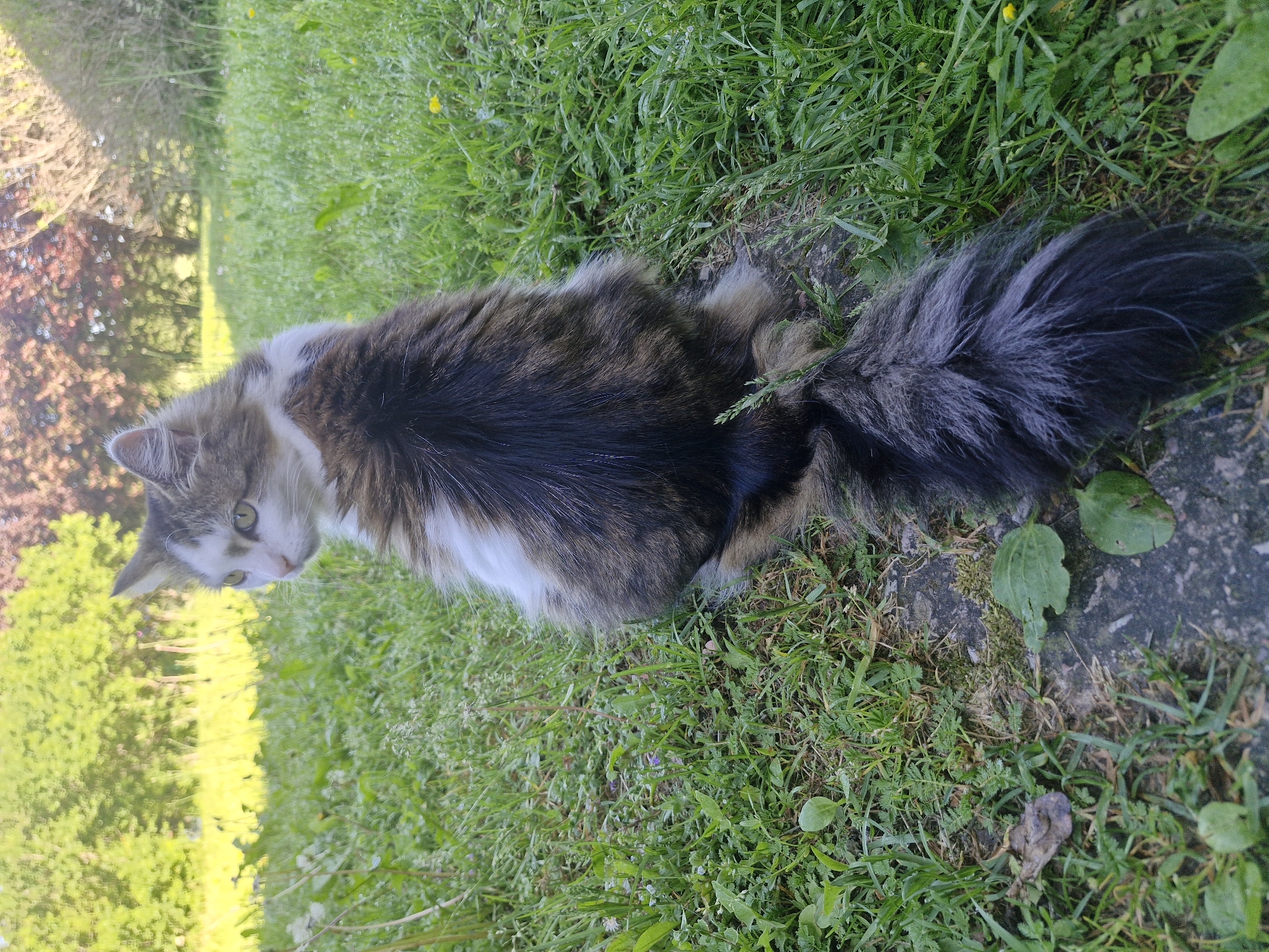 A domestic cat, predominantly dark brown/grey tabby with significant white markings on its face, chest, and front legs, sits on a grey concrete or stone surface partially overgrown with grass. The cat's back is oriented towards the camera, but its head is turned sharply to its left, displaying its green-yellow eyes and alert expression as it gazes out of frame. Its long, bushy, dark grey tail extends backwards over the grass and concrete. The immediate foreground and midground consist of vibrant green grass intermingled with various weeds and a few small yellow and purple wildflowers. The background is an out-of-focus natural landscape, featuring blurred green trees and foliage, with some reddish-brown trees visible on the right side. The scene is illuminated by natural daylight, suggesting daytime conditions. The location is an outdoor grassy area in the city of Unknown, Unknown.