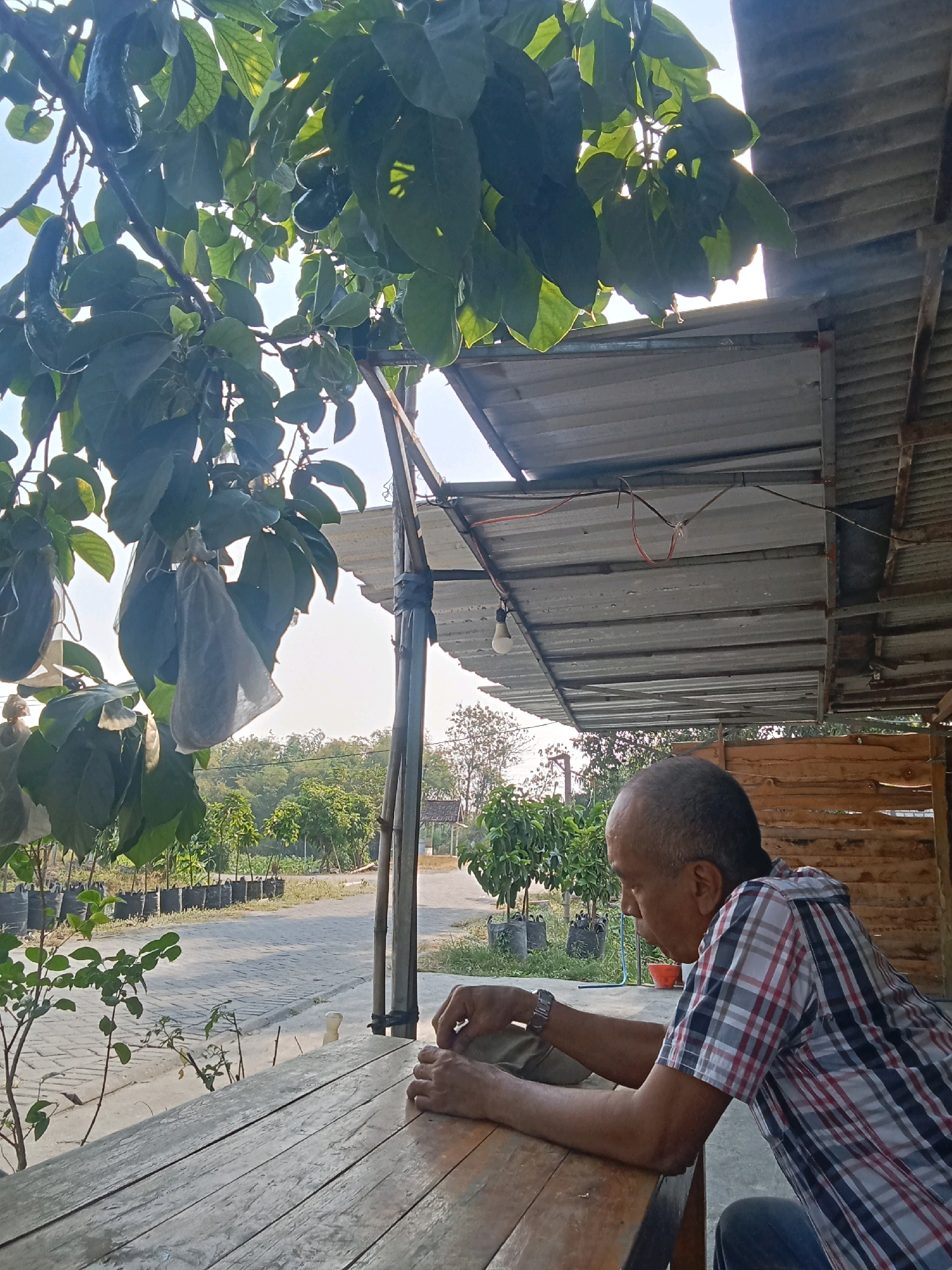 An adult man of East Asian descent, bald and wearing a plaid shirt and dark pants, sits at a weathered wooden table. His elbows rest on the table, and his hands are clasped in front of him. The man is viewed from the side, looking down. He is situated outdoors, under a corrugated metal roof structure supported by wooden posts. The foreground is dominated by the wooden table. In the mid-ground, a paved walkway is visible, lined with potted plants and saplings. Further in the background, a landscape of trees and a small building with a glass roof can be seen. The upper portion of the image features the branches of a tree with large green leaves and several fruits enclosed in white netting, suggesting they are being protected. The sky is visible through the leaves and the roof, appearing bright and clear. This scene is located in Genengan Jasem, Indonesia.