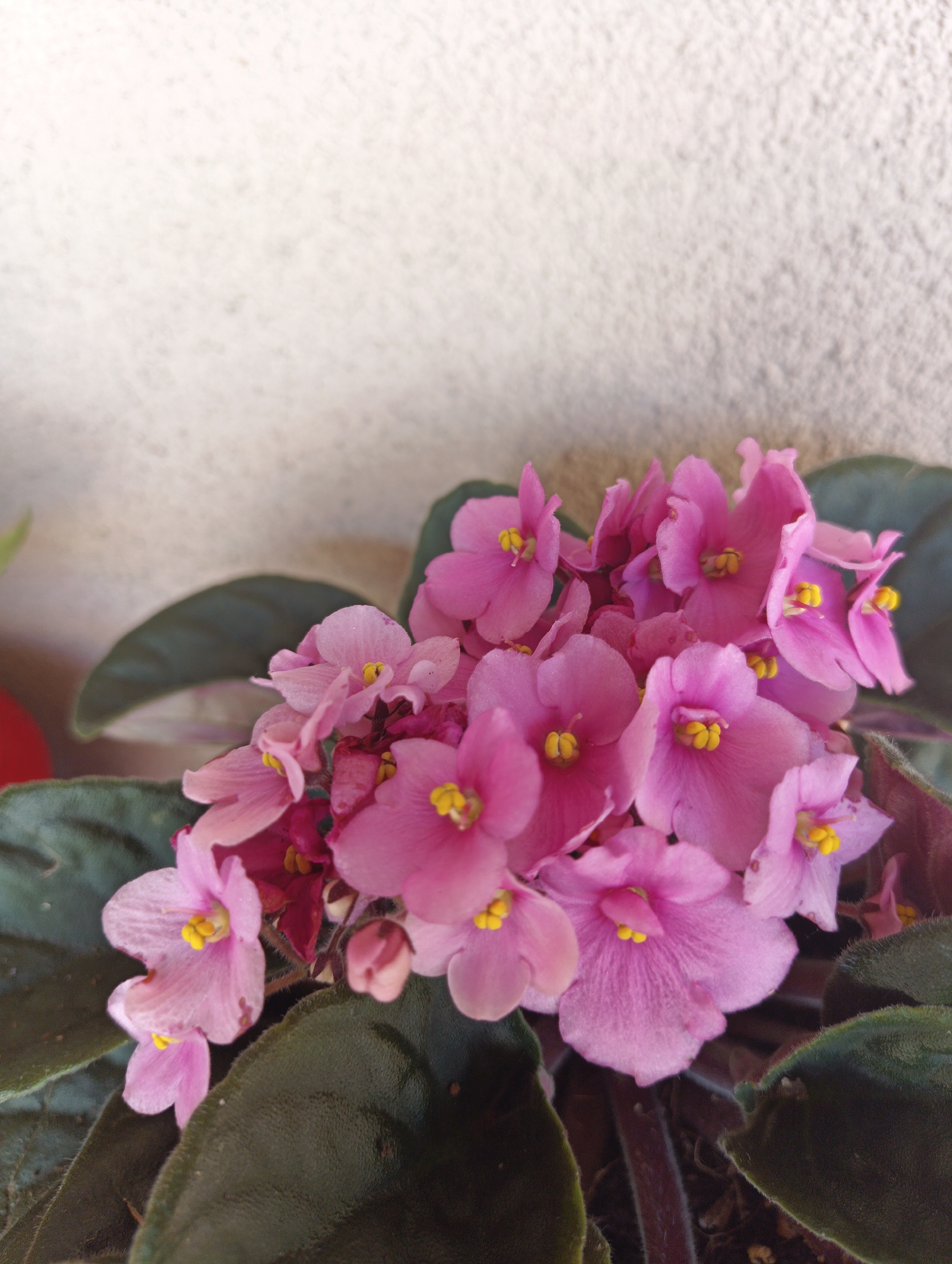 A cluster of delicate pink African violets with yellow centers is shown against a textured, off-white wall. The flowers are in full bloom, with many petals and multiple blooms forming a dense arrangement. Dark green, velvety leaves frame the flowers, some of which are slightly out of focus. The background is a plain, rough-textured surface, likely a wall. The scene appears to be an indoor or sheltered outdoor setting, possibly a windowsill or balcony. There is no indication of the location in Karnobat, Bulgaria.