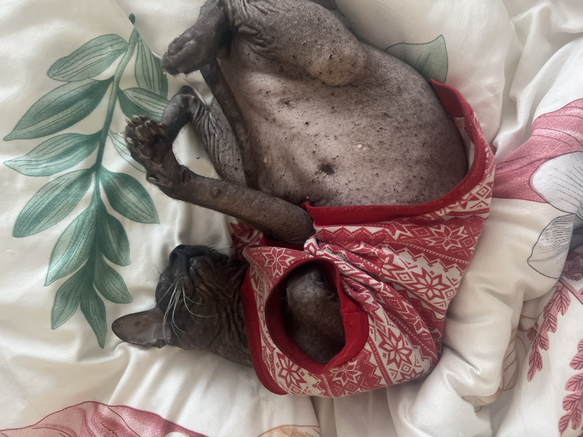 A hairless cat wearing a red sweater with a white snowflake pattern is lying on its back on a bed with white sheets. The sheets have a floral pattern in shades of green and pink. The cat's paws are curled up near its head. The scene's location is unknown, and there is no indication it is in Votkinsk, Russia.