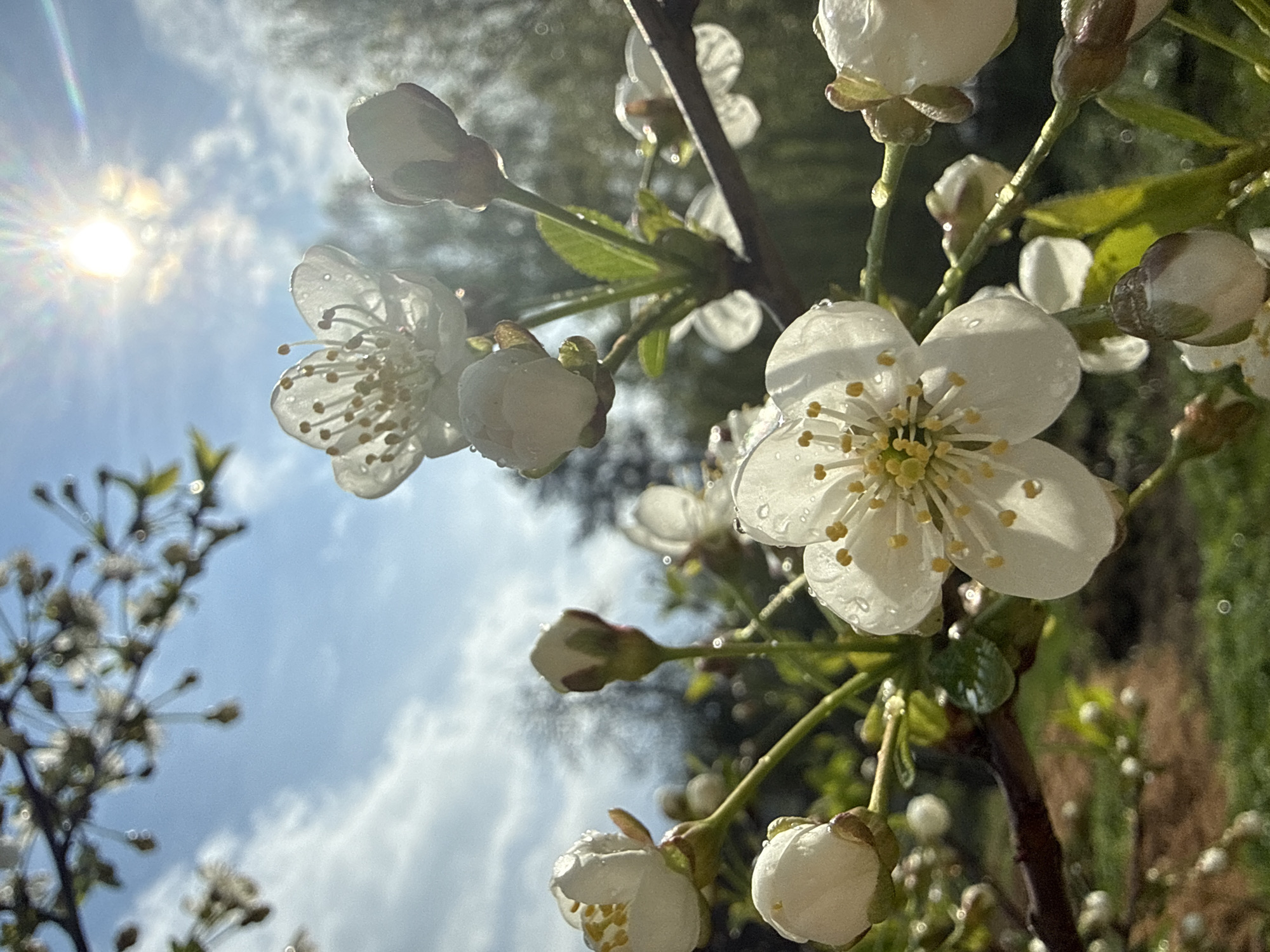 The image depicts blooming white flowers and buds on a branch, possibly cherry blossoms, with water droplets scattered on them. The background shows a blue sky with some clouds and bright sunlight. A blurry tree branch with more blossoms is visible on the left side of the image. The location is likely Dmitrov, Russia.
