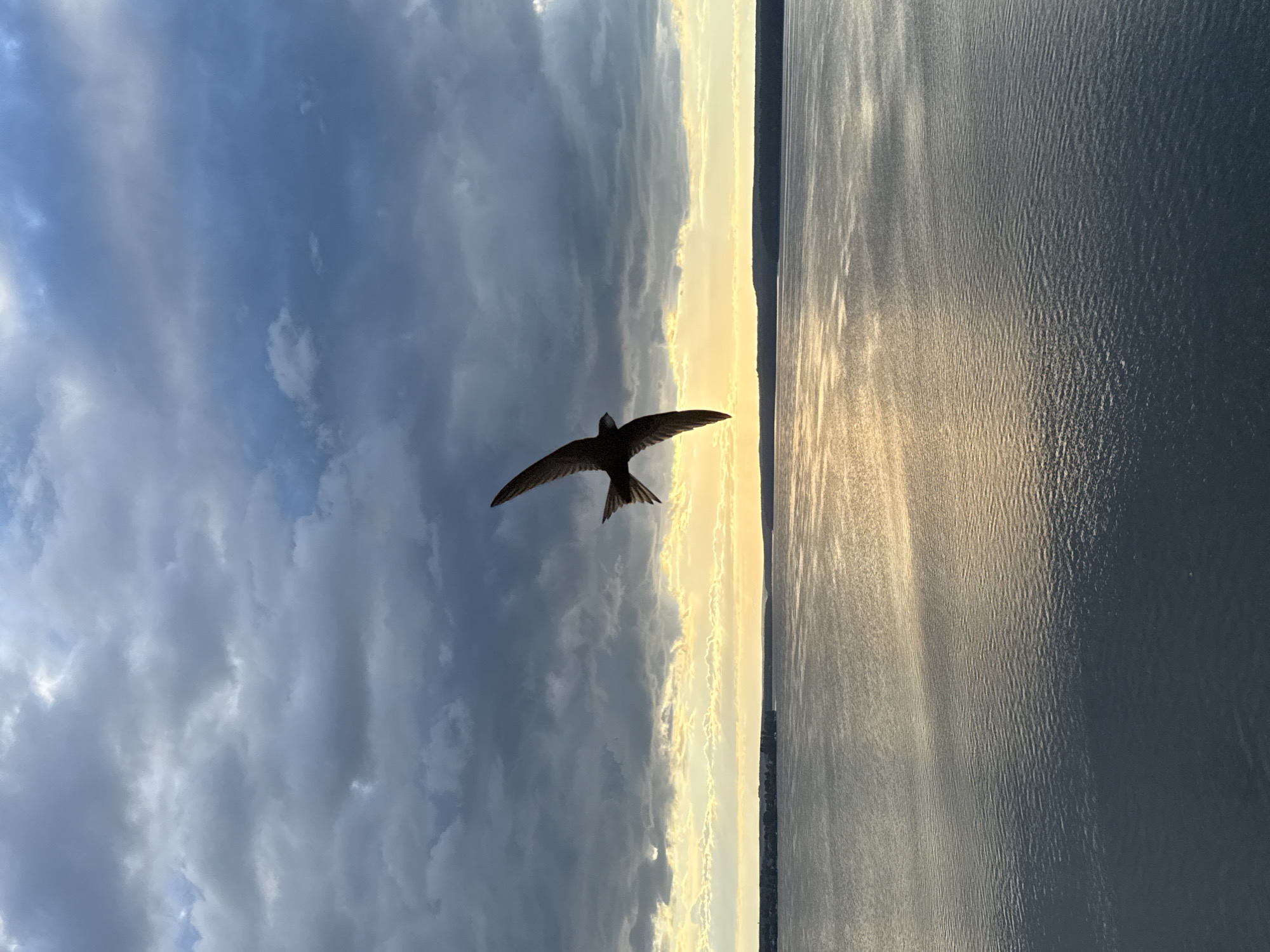 A swift flies across the frame against a dramatic sky filled with dark, stormy clouds on the left and a bright, sunlit horizon on the right. The sun's rays reflect off the surface of a body of water, creating shimmering patterns. The horizon is a thin line, separating the sky from a dark landmass, likely Votkinsk, Russia, visible in the distance. The overall mood is one of dynamic contrast between light and shadow, and the swift's flight suggests freedom and movement. The time of day appears to be late afternoon or early evening, given the low angle of the sun and the dramatic cloud formations.