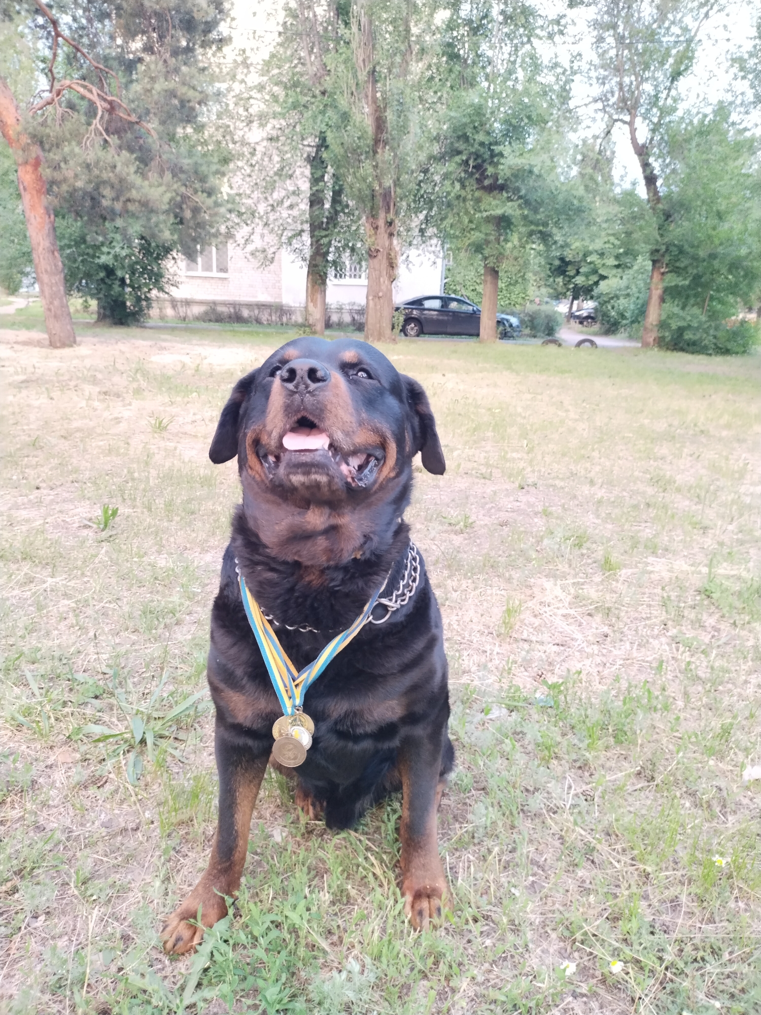 In the city of Horishni Plavni, Ukraine, a Rottweiler dog sits in a grassy outdoor area, possibly a park or yard. The dog, wearing a medal on a ribbon around its neck, is the central subject of the image. The medal features blue and yellow ribbons, possibly representing the Ukrainian flag, and one or more gold-colored medals. The dog's mouth is open, and it appears to be looking upwards. In the background, trees and a building are visible. A dark-colored car is parked on a path behind the dog. The ground is covered in dry grass and some patches of green. The overall scene suggests a calm, outdoor setting on a potentially overcast day.