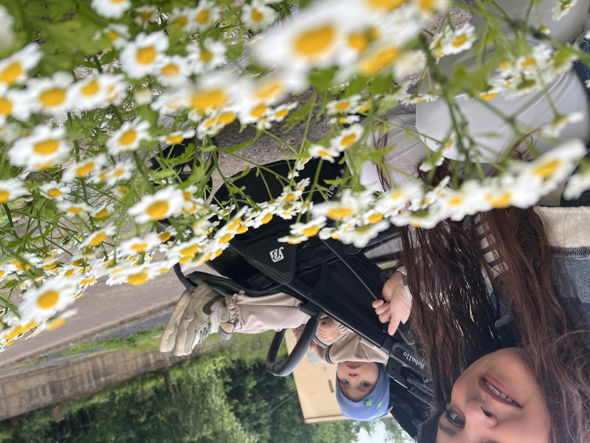 In the foreground, a cluster of white daisies with yellow centers fills the bottom half of the image. Behind the flowers, a woman with long brown hair is visible on the left, smiling at the camera. She is wearing a plaid jacket over a striped shirt and white pants. To her right, a baby is seated in a black stroller. The baby wears a blue hat with green stars and a tan outfit. The stroller has the brand name "Balbello" visible on its handle. The background shows a paved road, a low stone wall, and trees, suggesting an outdoor location in a park or along a street in Noviy, Russia.