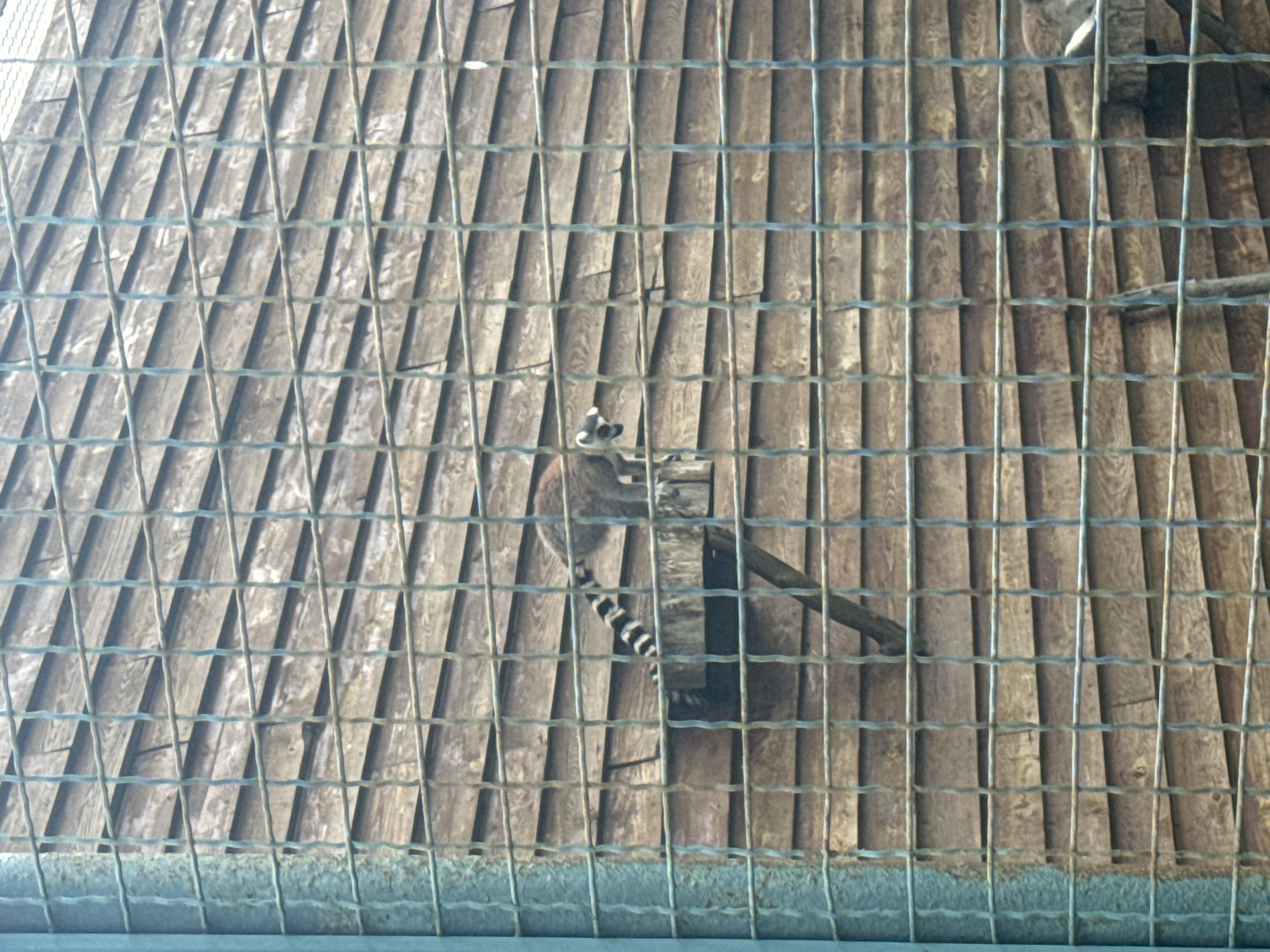A ring-tailed lemur is perched on a wooden platform behind a wire fence, with a weathered wooden structure serving as the background. The lemur is facing left, with its striped tail visible. The setting appears to be an enclosure in an animal park or zoo in Zaliznychne, Ukraine.