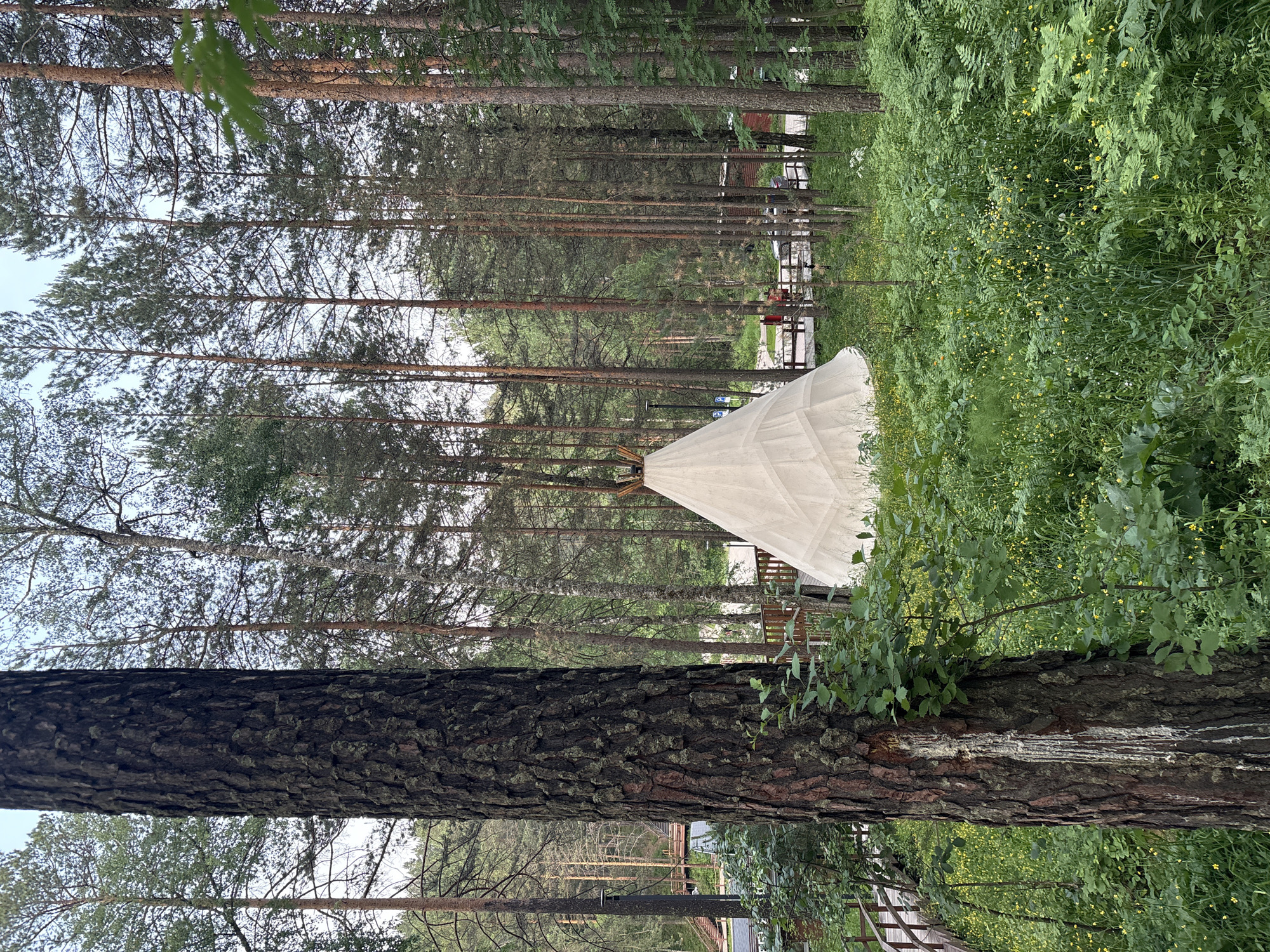 The image depicts a serene forest setting in Krasnoyarsk, Russia, likely during daylight with overcast conditions. The foreground is dominated by the textured bark of a large tree trunk, running vertically through the frame. Beyond this, a dense forest of tall, slender pine trees stretches into the background. Among the trees, a white, conical structure, resembling a tepee or a canopy, is visible. The ground is covered with lush green vegetation, dotted with small yellow wildflowers, suggesting a natural, perhaps slightly wild, environment. In the middle ground, hints of human infrastructure are present, including wooden structures that might be part of a deck or a viewing platform, and possibly a vehicle. The overall atmosphere is peaceful and natural, with a hint of human presence within the wilderness. No visible text is present in the image.