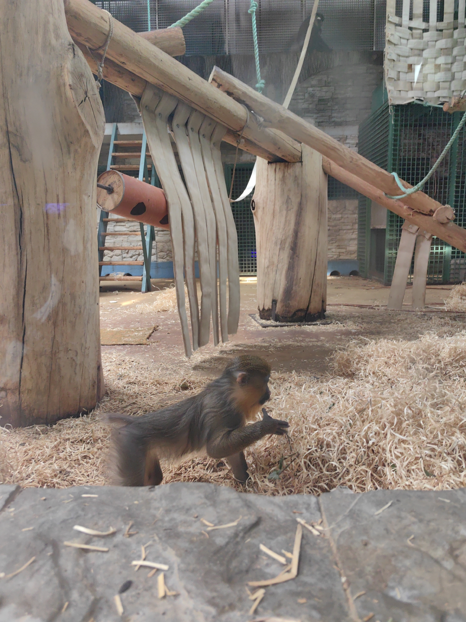 An adult monkey is in an enclosure filled with wood shavings. The monkey is on all fours and appears to be eating something from the ground. The enclosure has wooden structures, a ladder, and metal fencing. The background shows more wooden structures and a stone wall. The lighting suggests it is daytime. The location is an unknown city in an unknown country.