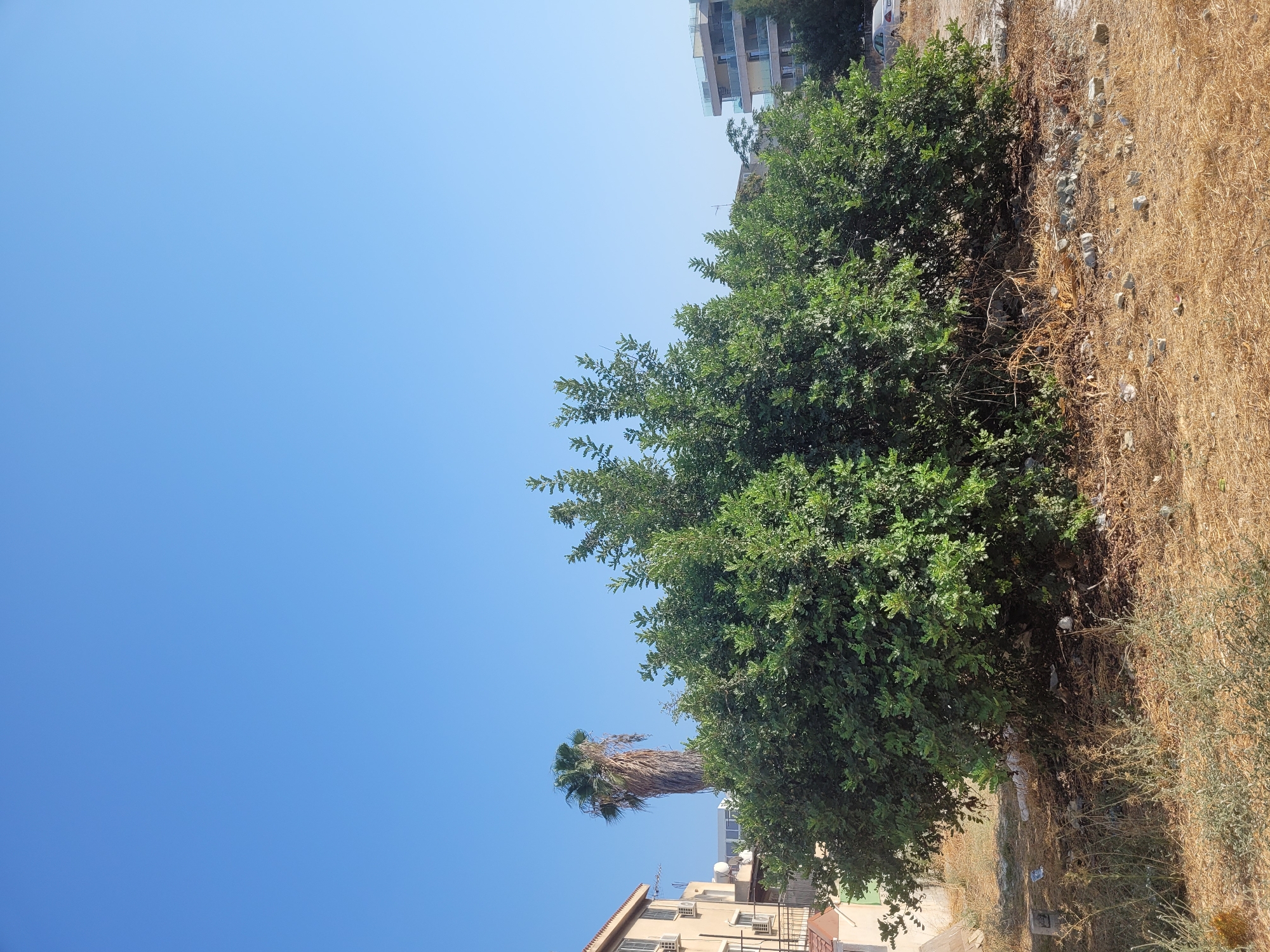 The image depicts an outdoor scene in Limassol, Cyprus. In the foreground, a large, dense green bush dominates the frame, situated on dry, brown earth with scattered debris. Behind the bush, a tall, slender palm tree stands prominently against a clear, bright blue sky. To the left of the palm tree, a light-colored building with balconies and air conditioning units is visible. Further in the background, another building with multiple stories and balconies can be seen on the right side of the image. A light-colored car is parked on the right. The overall impression is a sun-drenched urban environment with overgrown vegetation.