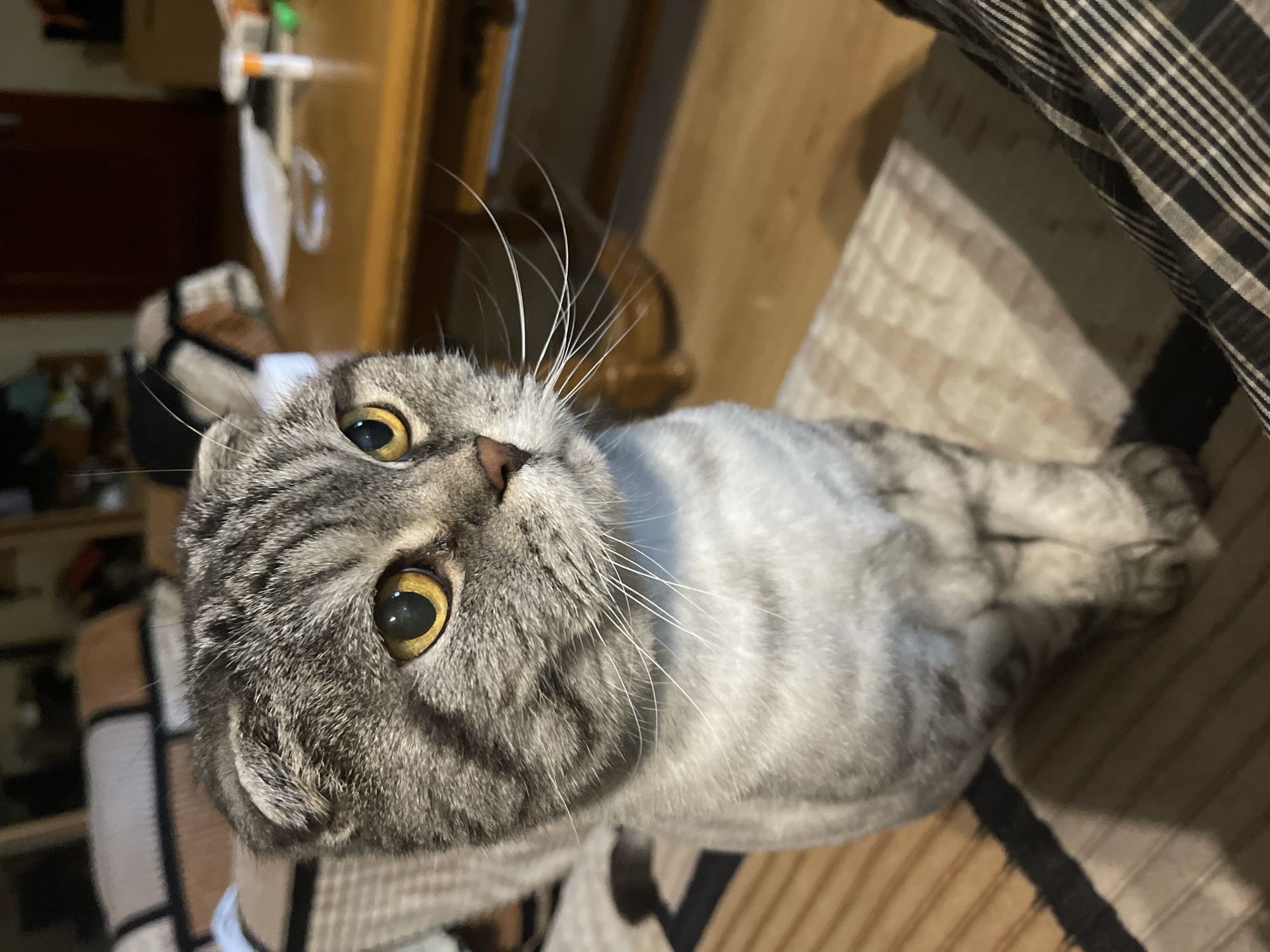 A Scottish Fold cat with tabby markings and yellow eyes is sitting on a striped cushion. The cat is looking to the right of the frame. The background is blurred, showing a wooden table with some items on it, including a bottle and some papers. There are also some pieces of furniture in the background, including a sofa and a chair. The lighting is dim.
