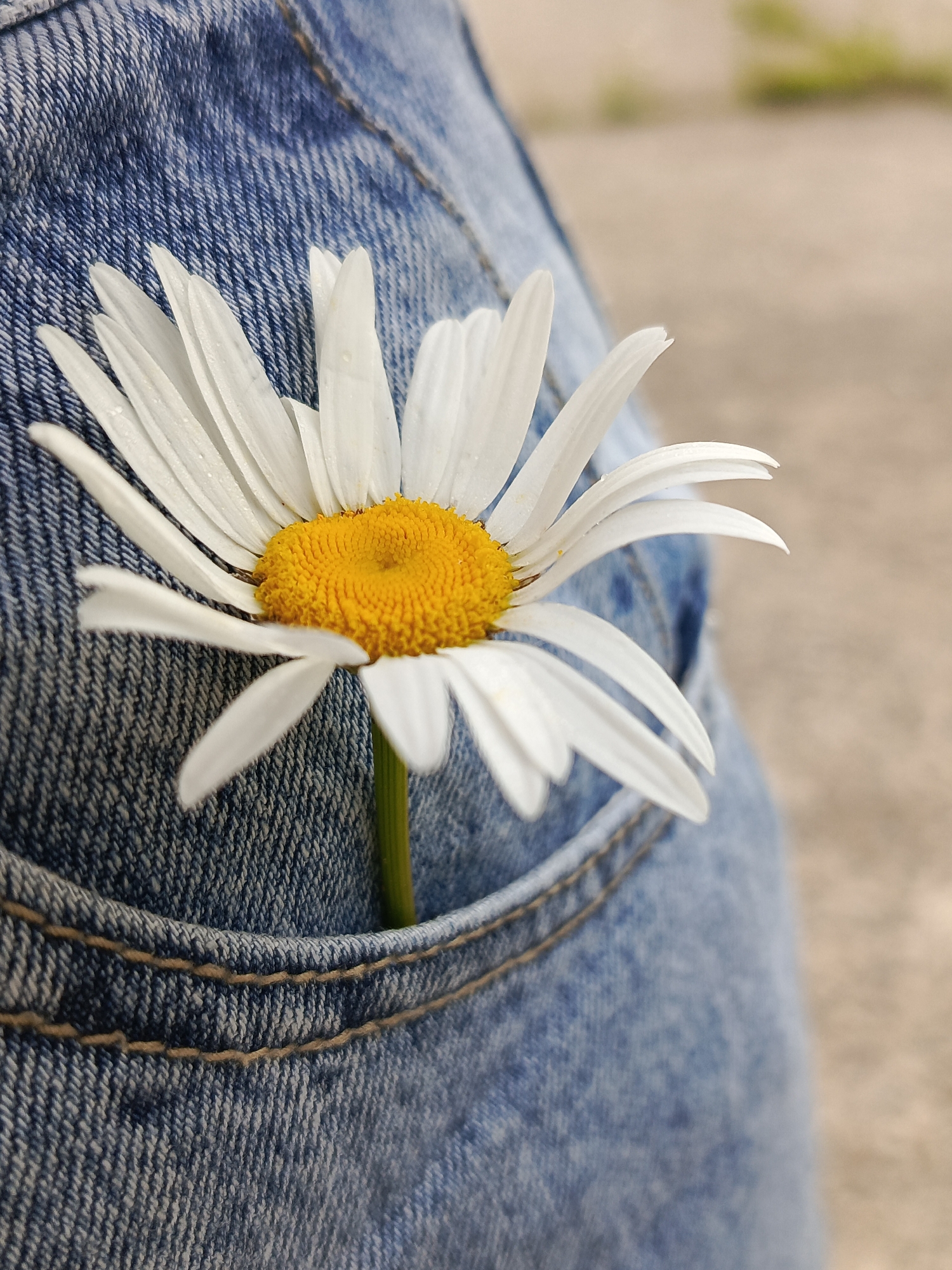 A close-up shot focuses on a white daisy with a yellow center, tucked into the front pocket of a pair of blue denim jeans. The daisy's petals are slightly curled and appear to have dew drops on them. The texture of the denim, with its visible weave and stitching, is a prominent feature of the foreground. The background is softly blurred, showing a neutral, earthy-toned surface with hints of greenery, suggesting an outdoor setting. No specific location in Chaikovsky, Russia, can be identified from the image. The image depicts a still life of a flower in clothing.