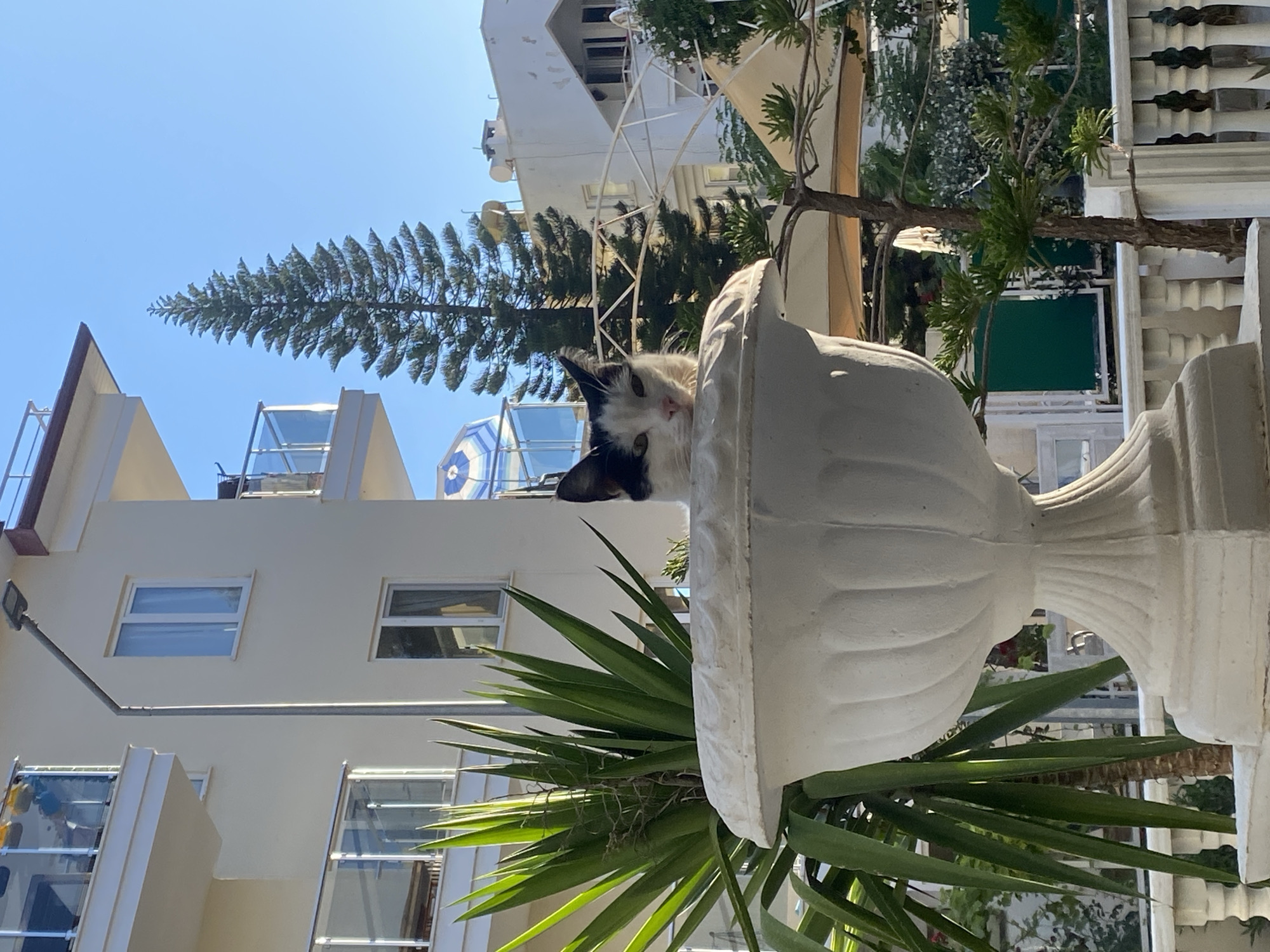A low-angle shot shows a black-and-white cat partially hidden within a white, decorative flower pot in Alanya, Turkey. The pot, holding a yucca-type plant, is in the foreground. In the background, there are buildings, a conifer tree, and part of a branch. The sky is clear and blue. The camera is slightly tilted.