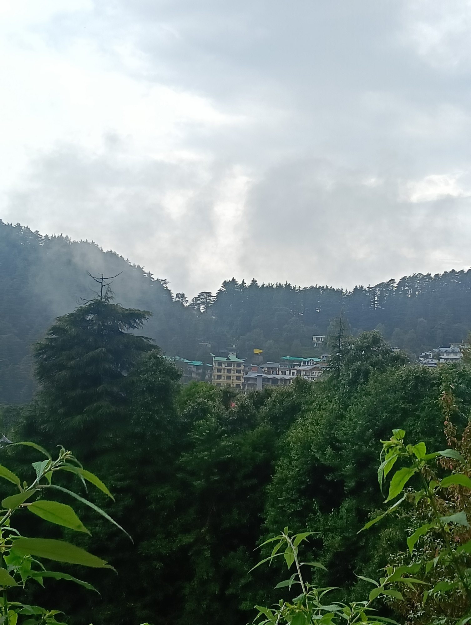 The image shows a view of a town nestled in a mountainous, forested region. The sky is overcast with clouds, and there is a slight mist or fog present, particularly on the slopes of the mountains. The foreground is dominated by lush green foliage, with several trees and plants. In the midground, a cluster of buildings, likely hotels or apartment complexes, is visible amongst the trees. The buildings have a light-colored facade and green roofs. A prominent pine tree stands in the center of the frame, its branches reaching upwards. The background features a dense forest covering the mountainside, with the mist obscuring some of the higher elevations. There are no people or animals visible in the image. The overall scene suggests a serene, natural environment with human habitation integrated into the landscape. The presence of a yellow flag on one of the buildings might indicate a specific location or establishment.