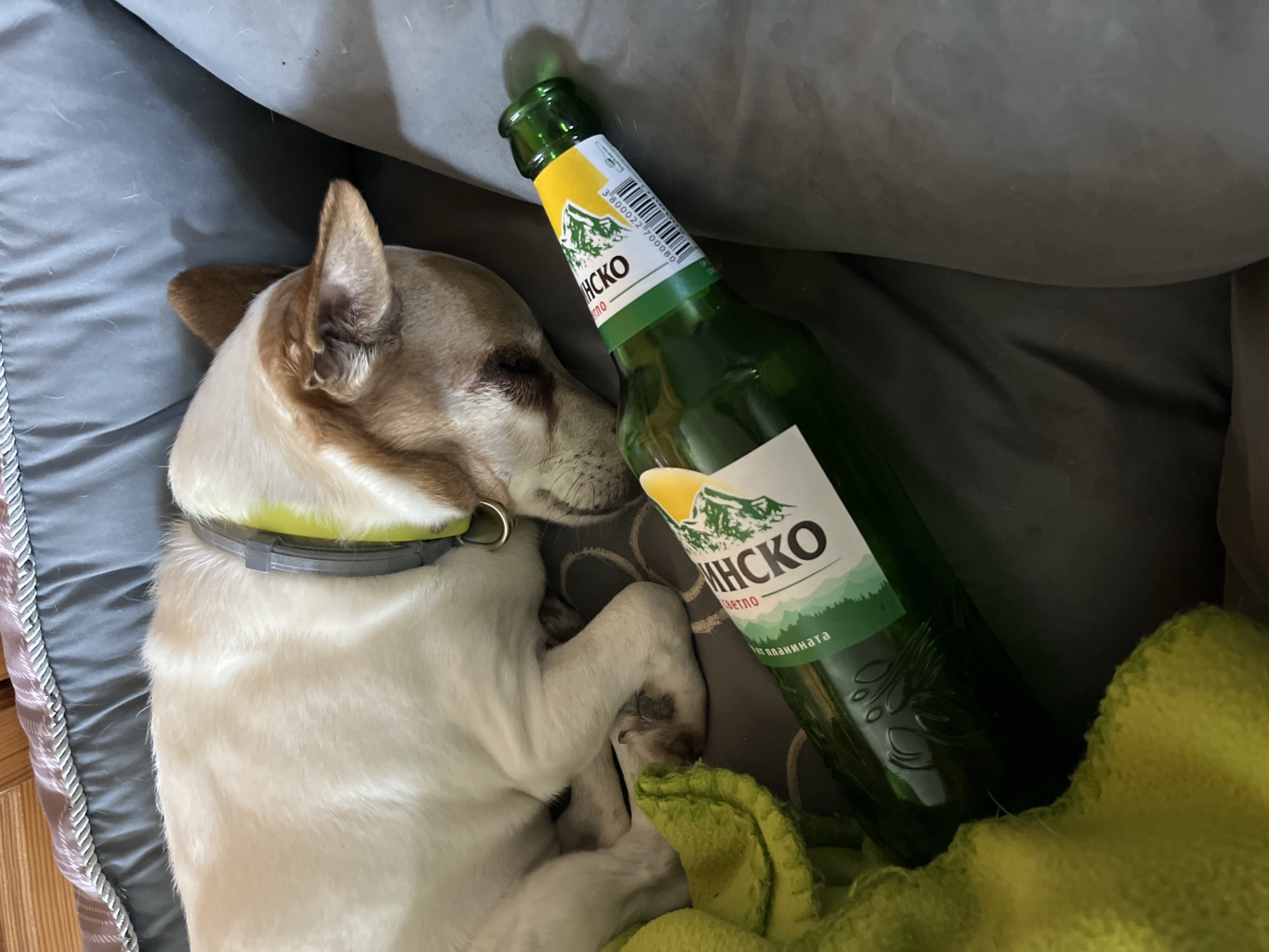 A dog lies asleep in its grey dog bed. Next to the dog is a partially consumed bottle of Pirinsko beer. A green knitted blanket is also located near the dog. The location is not discernible.
