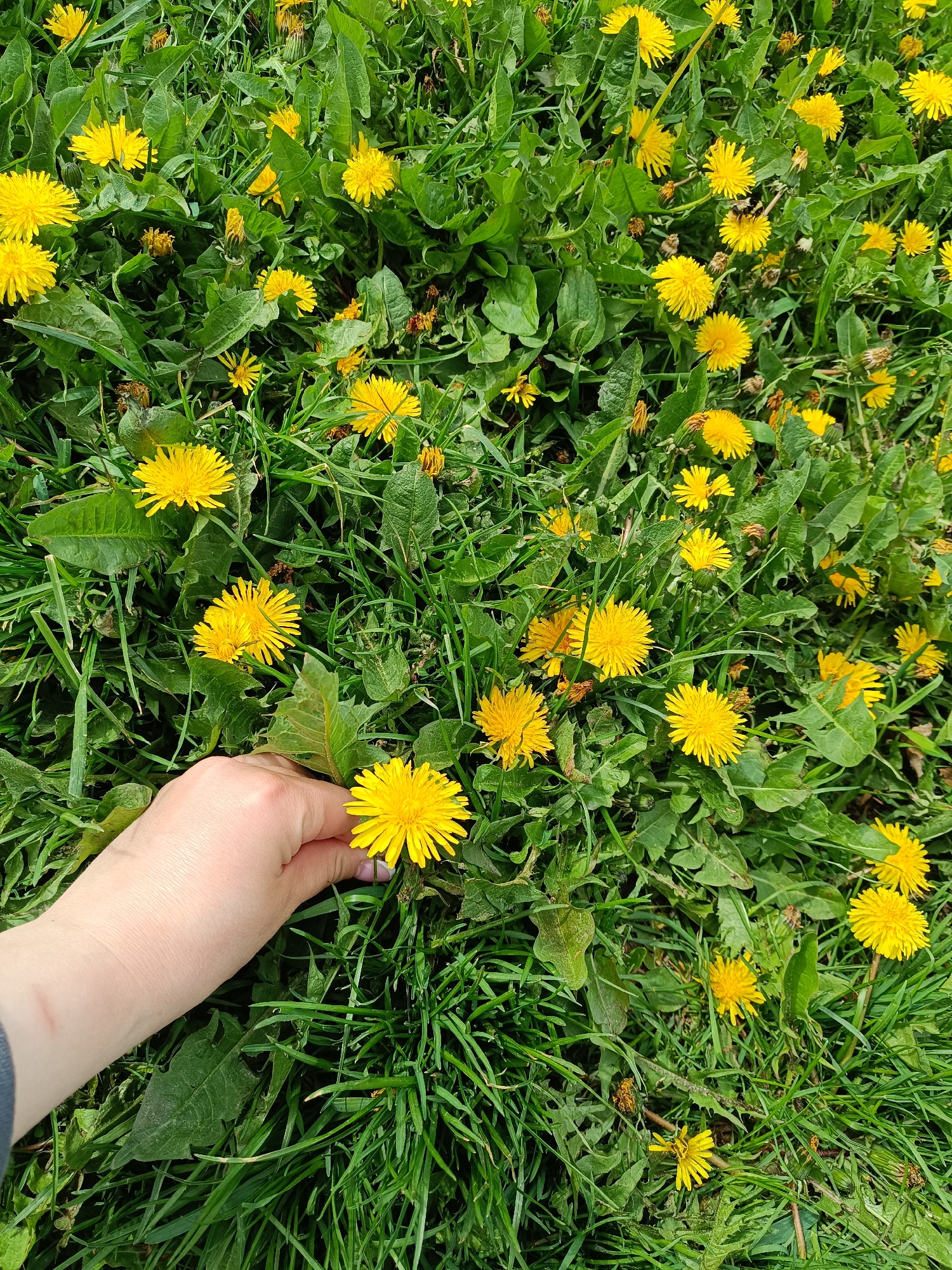 The image shows a patch of grass and weeds, predominantly dandelions with bright yellow flowers, with a hand reaching down to pluck one. The location is not discernible from the image. There are no features visible that would indicate the location is the city of Tobolsk, Russia, or any other specific place. There is a single fair-skinned human hand in the foreground, the lower left portion of a sleeve is visible. The rest of the frame is filled with greenery, mostly dandelion plants in various stages of blooming. The plants are scattered throughout the grass.