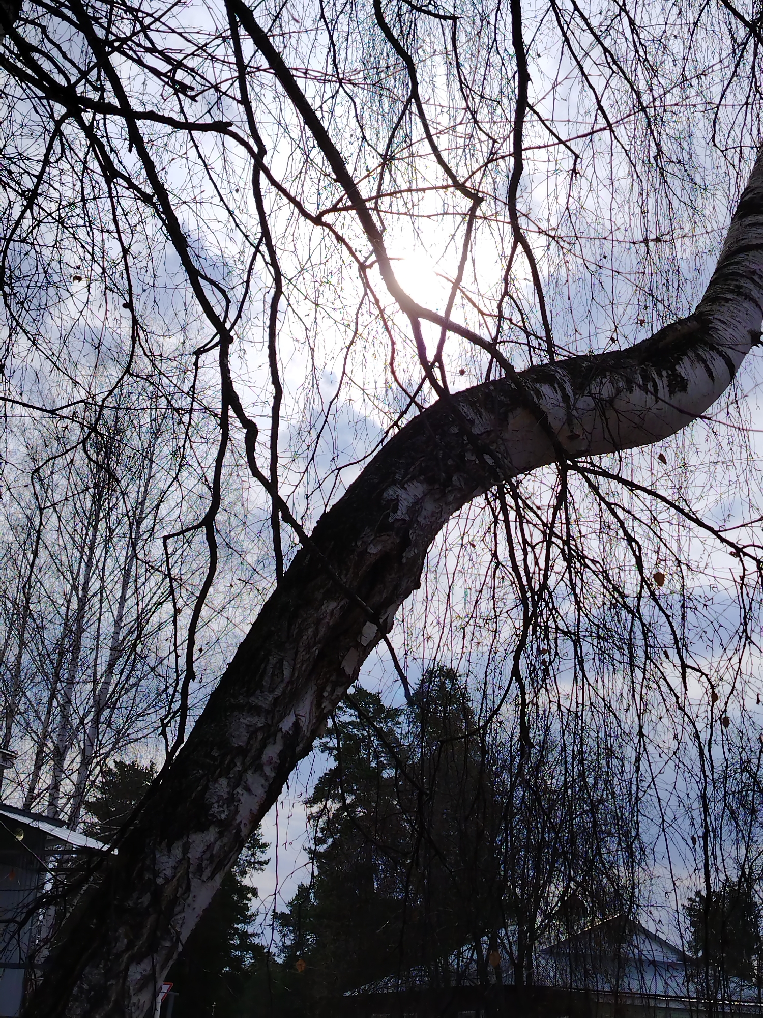 A low-angle shot captures a birch tree, recognizable by its distinctive white bark with black markings, its trunk curving prominently from the lower left towards the upper right of the frame. The bare branches of the tree, devoid of foliage, are silhouetted against a muted sky with some light peeking through.
The background includes other bare trees, as well as what appears to be a building with a sloping roof. The location is Noviy, Russia. The overall scene evokes a sense of late autumn or winter.