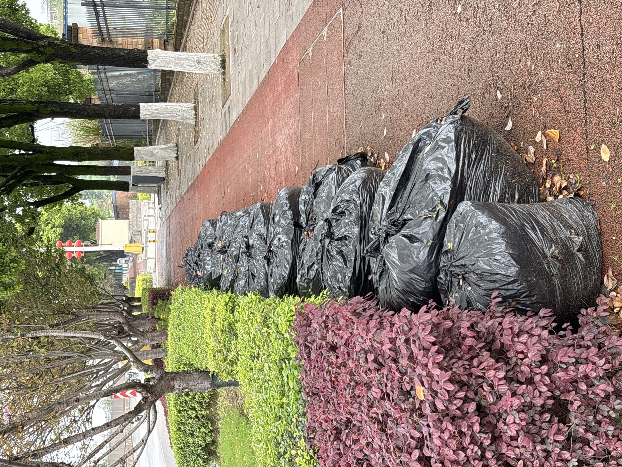 The image presents a street scene in Jiangjin, China, featuring a long, linear arrangement of black refuse bags. Approximately fifteen large, tightly tied black plastic bags, consistent with yard waste, are aligned along the left edge of a reddish, granular pedestrian path that recedes into the background. Scattered brown and yellow leaves are visible on this path and around the bases of the bags.
Adjacent to the bags, on the left, are distinct strips of cultivated vegetation: a foreground row of dark red-leafed shrubs, followed by a row of bright green-leafed shrubs, and then a patch of green grass. Beyond the grass, a row of deciduous trees with minimal foliage borders a grey asphalt road. In the mid-distance on the road, a red and white chevron sign and a traffic signal with illuminated red lights are visible.
To the right of the reddish pedestrian path is a light grey paved sidewalk. A row of large trees with green foliage lines this sidewalk; their lower trunks are painted white. A grey trash receptacle is positioned near one of these white-painted tree trunks. Further right, a black metal fence runs parallel to the sidewalk. A single, indistinct individual is visible walking away from the viewer on the paved sidewalk in the far distance. The scene is illuminated under diffused, overcast conditions.