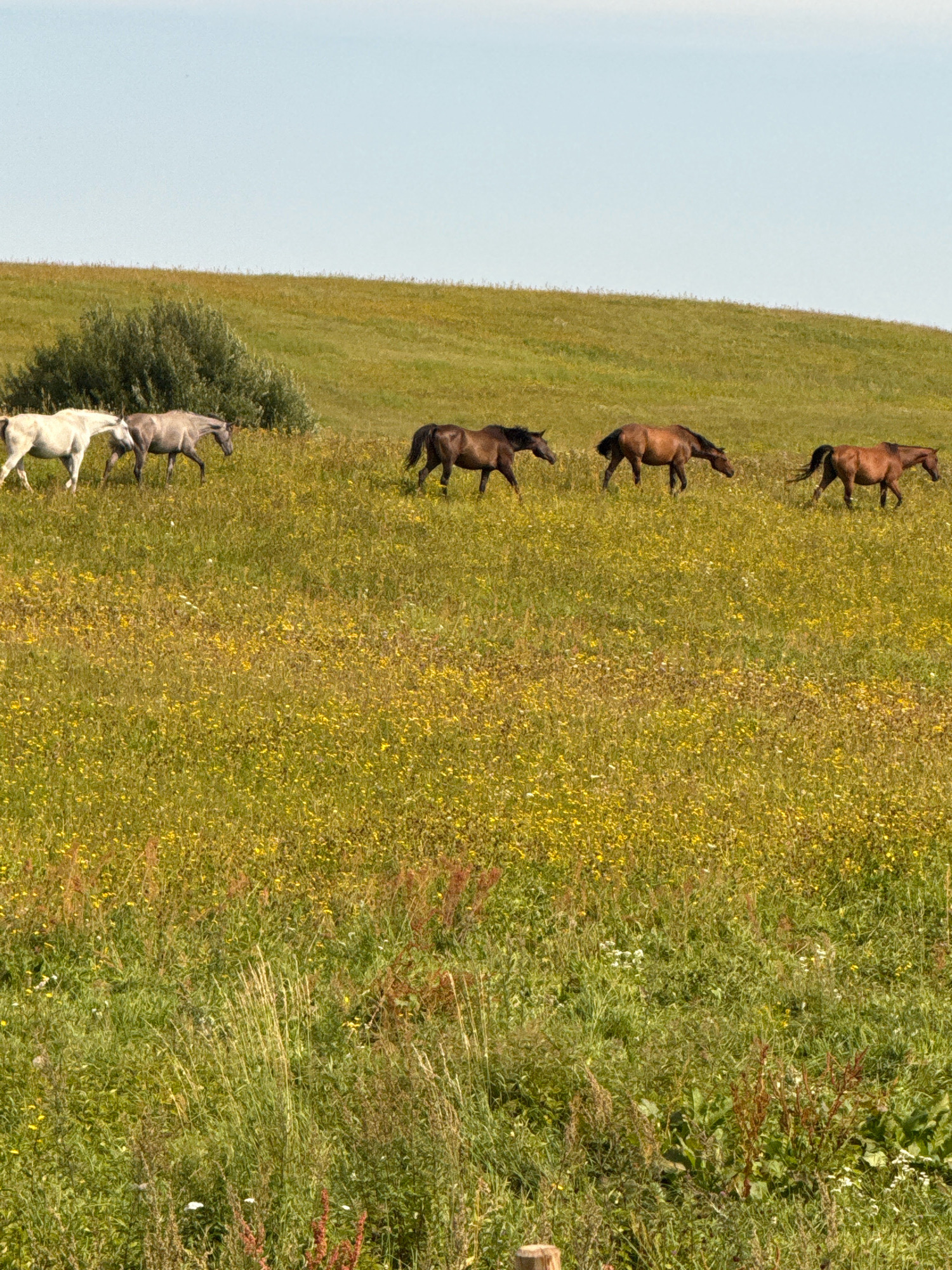 In the city of Galinė, Lithuania, a herd of six horses traverses a verdant meadow dotted with yellow wildflowers under a pale blue sky. Two white horses and one grey horse are positioned on the left side of the frame, while three brown horses are situated to the right. The terrain slopes gently upwards behind the animals, forming a soft, grassy hill. The foreground is a dense expanse of grass and wildflowers, suggesting a natural, rural environment. The horses are captured mid-stride, indicating movement across the field. There are no human figures present in the image.