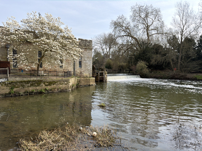 The image depicts the Saxon Mill, a historical stone building on the River Avon in Guys Cliffe, Warwick, United Kingdom. The two-story structure, constructed of light-colored rough-cut stone, features a crenellated parapet along its roofline and multiple arched windows with visible stone mullions. A large magnolia tree, fully adorned with white blossoms, stands prominently beside the building's left side. A low stone wall, topped with a dark iron railing, extends along the river-facing side of the building, creating a terrace.
To the right of the building, a wide weir spans a portion of the River Avon, generating a continuous cascade of white, aerated water into the downstream current. The river's surface downstream of the weir exhibits ripples and patches of white foam. The immediate foreground shows the river's edge with shallow water containing clumps of dried, brown vegetation. Two light-colored, spherical objects are partially submerged among this vegetation on the left bank.
Across the river, the opposing bank is densely wooded with numerous deciduous trees, mostly bare-branched, interspersed with some evergreen foliage. The sky overhead is light blue with scattered thin clouds, indicating clear daylight conditions. No human presence or active interactions are observed within the scene.