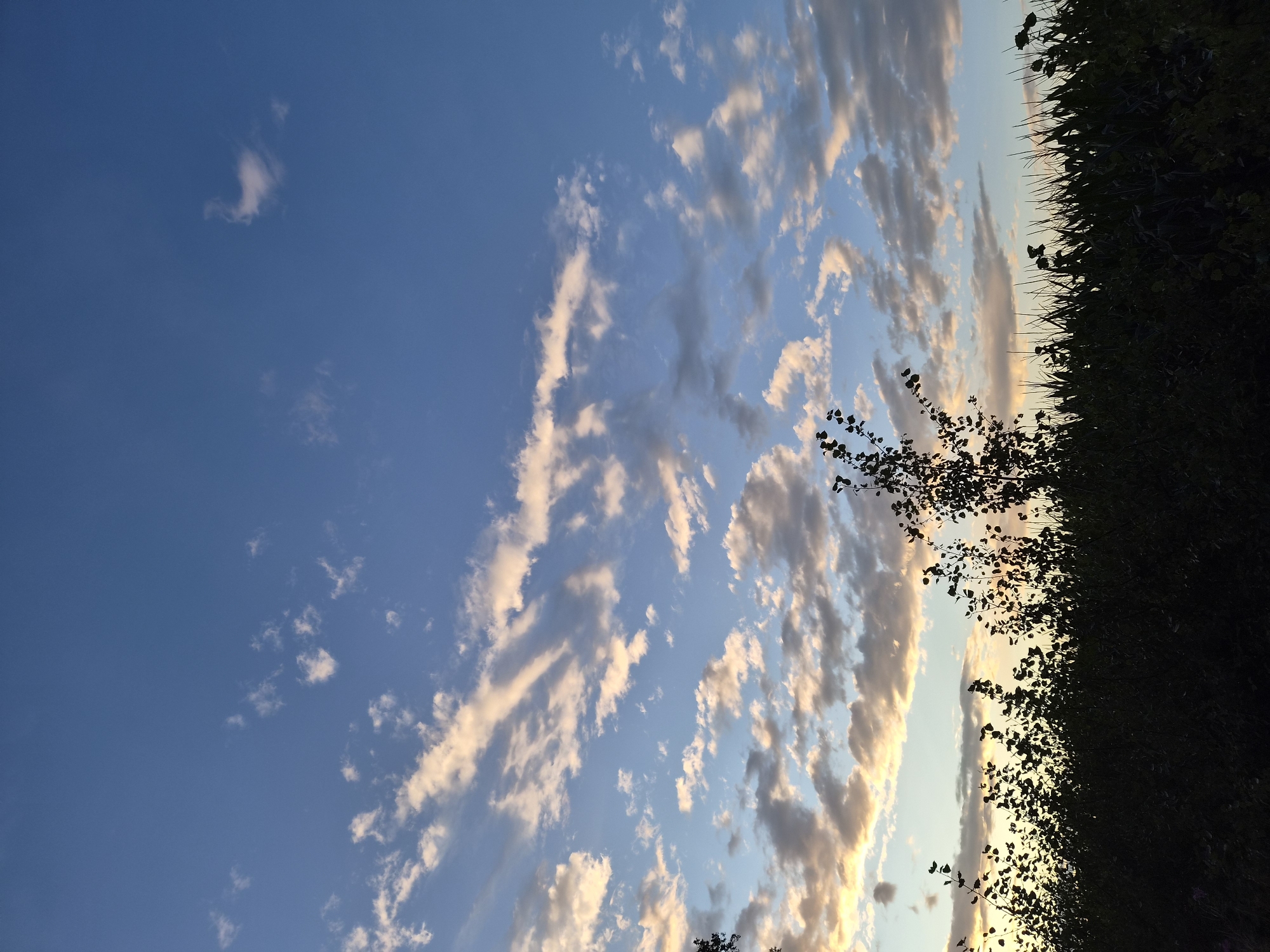 The image depicts a silhouetted landscape at dusk or dawn, likely situated in Schiffdorf, Germany. The foreground is dominated by the dark silhouettes of dense vegetation, possibly a field of tall grass or crops, and the branches of a tree on the left. Above the silhouetted vegetation, the sky is a vibrant blue, transitioning from lighter hues near the horizon to a deeper blue at the top. Scattered across the sky are numerous clouds. Some clouds are wispy and thin, catching the golden light of the setting or rising sun, giving them a warm, almost orange glow. Other clouds are more substantial and grey, suggesting higher altitudes or varying degrees of illumination. The overall impression is one of a natural scene at the edge of day, with the land in shadow and the sky illuminated by the fading or emerging sunlight. There are no people or active elements visible in the image.