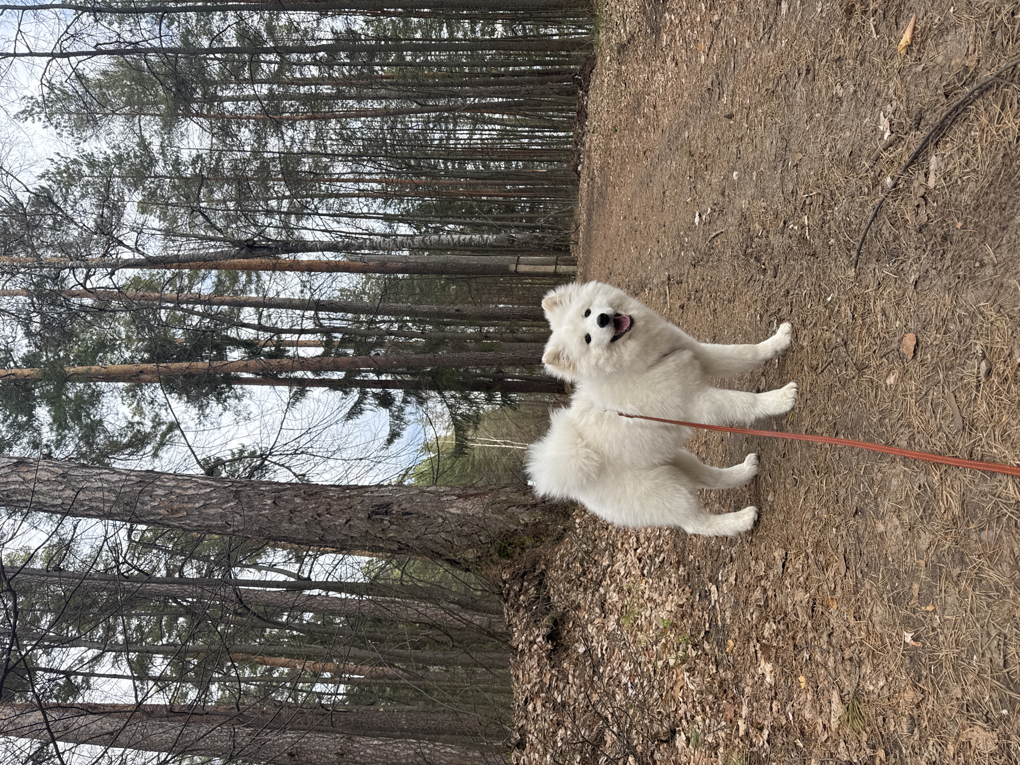 The image, appearing rotated 90 degrees counter-clockwise, features a white, fluffy Samoyed dog standing on a natural dirt path in a forest. The dog is the primary subject, looking directly at the viewer with a joyful, panting expression, its mouth slightly open. A red leash is attached to the dog, extending out of frame to the right.
The scene is a forest, dominated by numerous tall, slender conifer trees, primarily pines, whose trunks line the path and recede into the background. Some bare deciduous branches are also visible among the conifers. The ground is covered with dry leaves, pine needles, and patches of dirt. The sky, visible through the tree canopy, is bright and clear, indicating a daytime setting, likely late morning or early afternoon. The dry ground cover and lack of lush foliage suggest early spring or late autumn/winter conditions.
The activity captured is the dog enjoying a walk in its natural surroundings, appearing happy and alert. No visible text is present in the image. The forest type and environment are consistent with landscapes found in regions such as Noviy, Russia.