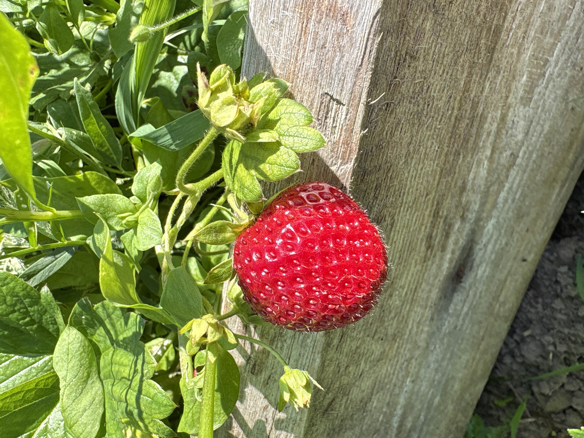 This is a close-up, eye-level, outdoor shot of a single, ripe red strawberry hanging from its plant. The strawberry is the central subject, with its surface covered in small seeds, and a few tiny hairs visible around its edges. To the left of the strawberry, a cluster of green leaves and stems from the plant are visible, some of which are slightly out of focus. The plant appears to be growing near a weathered wooden post, which occupies the right side of the frame. The wood has a rough texture with visible grain and some vertical cracks, suggesting it is part of a fence or garden border. The background consists of more greenery and some darker ground, possibly soil. The lighting suggests it is daytime with sunlight casting shadows, particularly on the wooden post. The overall scene evokes a sense of natural growth and a simple, rural setting, consistent with a garden in Багушэўскі сельскі Савет, Belarus. There is no visible text in the image.