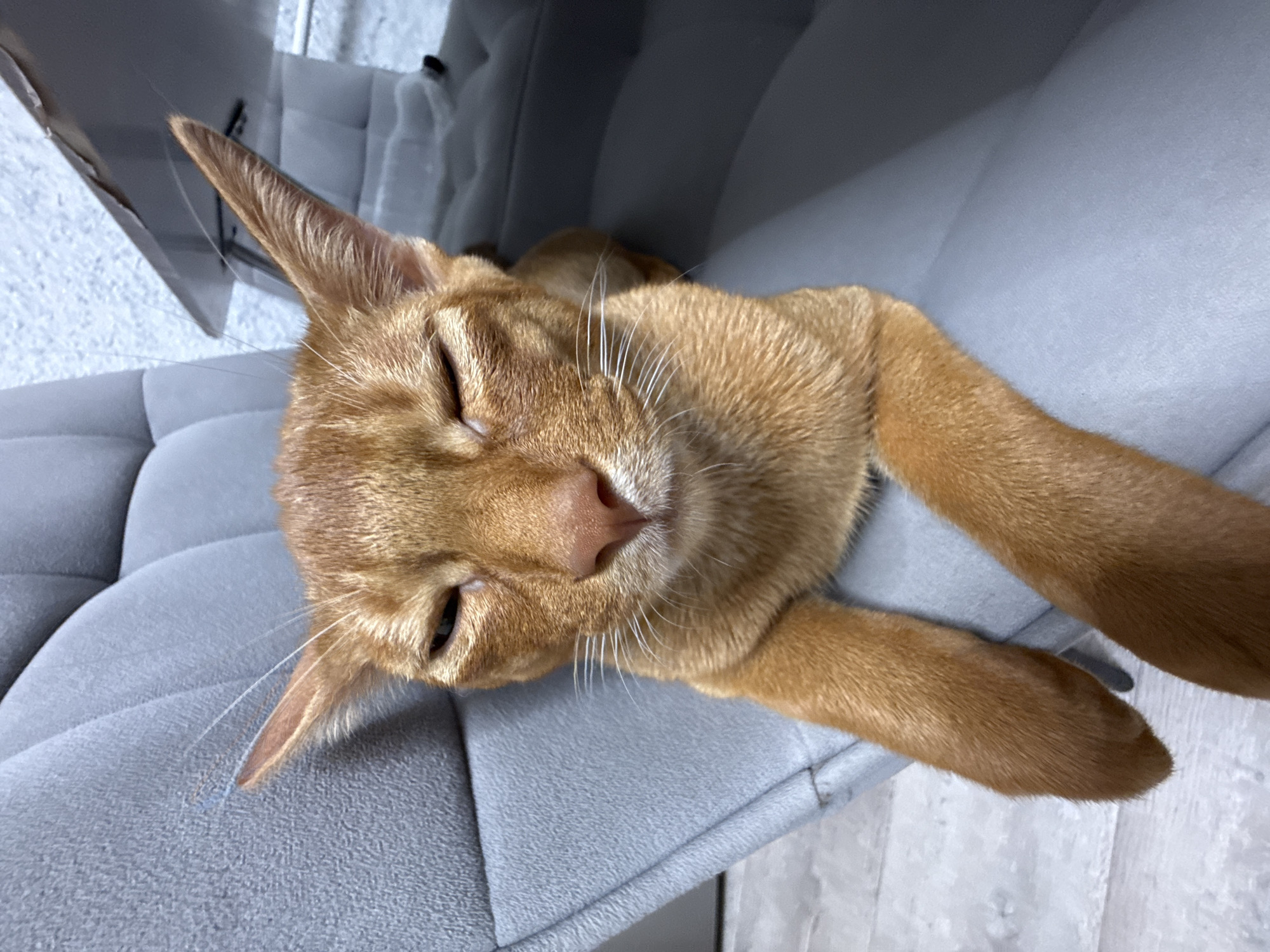 An orange cat is lying on a gray chair. The cat's eyes are closed, and its ears are perked up. The cat's paws are crossed in front of its body. The background is blurred, but it appears to be an indoor setting. There is a table in the background. The image is a photograph. The location is Stary Oskol, Russia.