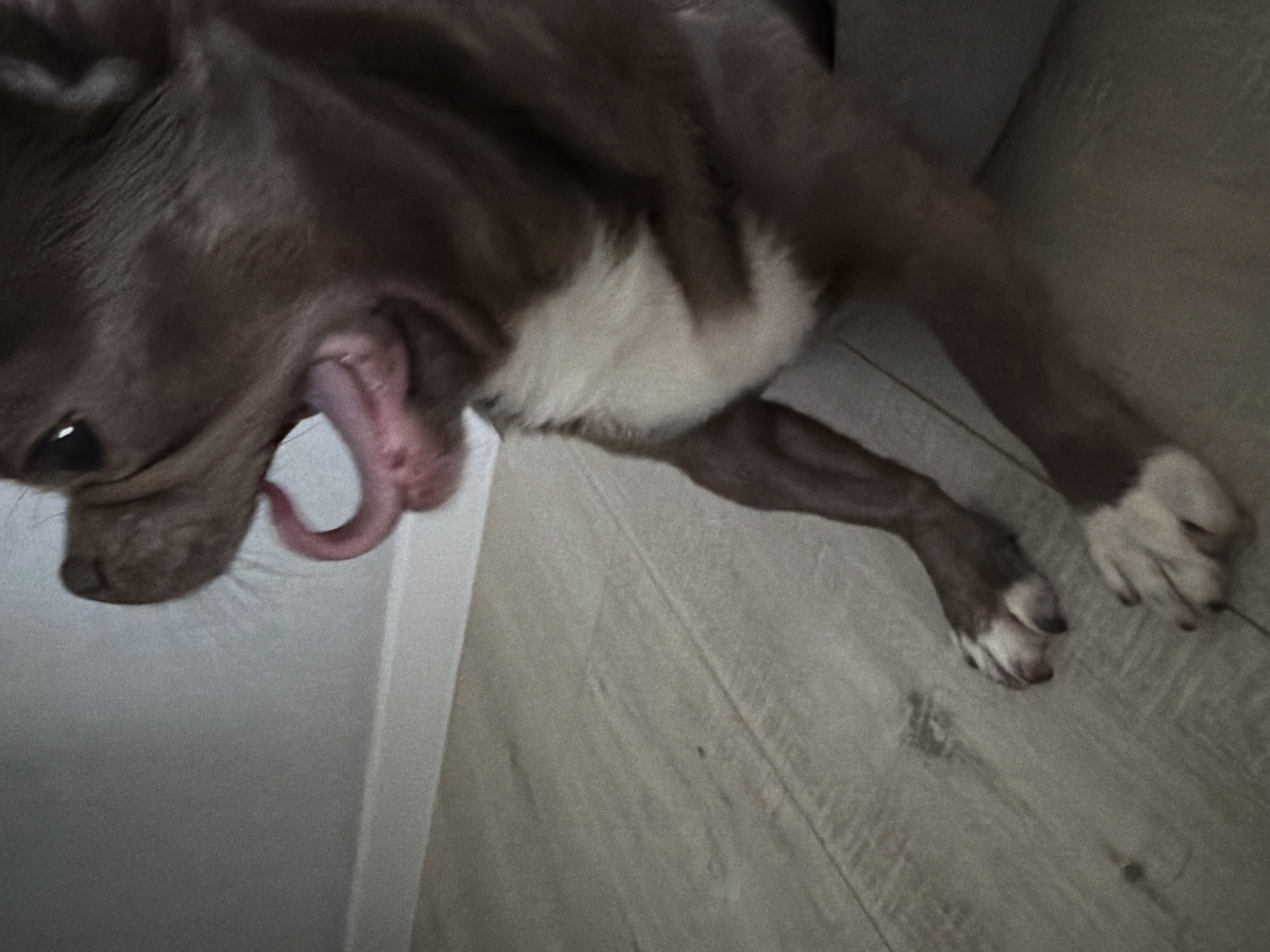 A close-up, tilted shot shows a brown and white dog lying on a light-colored, wood-look floor. The dog's tongue is hanging out of its mouth. The dog is partly on a gray surface, possibly a couch or bed. The location is not evident from the image.