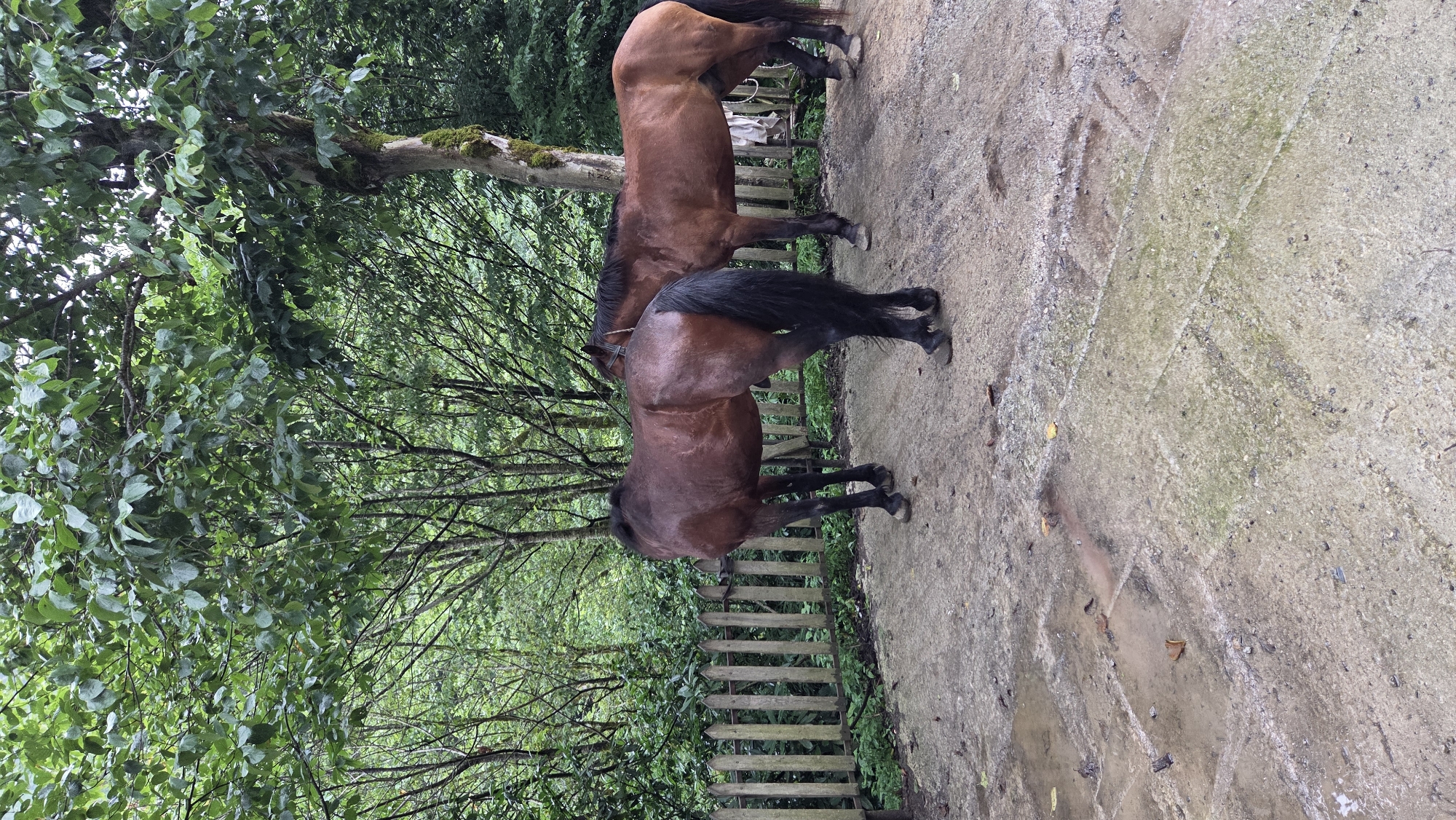 Two brown horses stand in a yard with a wooden fence in the background. The ground is dirt and gravel with puddles of water. Trees with green leaves are behind the fence. The overall scene is outdoors, likely in a rural setting. The image was taken in Chakvistavi, Georgia.