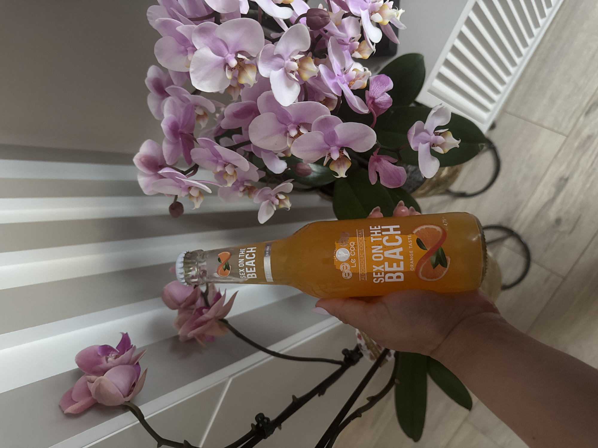 An overhead indoor shot features a hand holding an orange-colored bottled alcoholic cocktail, set against a backdrop of a vibrant orchid plant and modern home decor. The hand, with light skin and painted fingernails, firmly grasps the glass bottle. The bottle's label prominently displays "SEX ON THE BEACH" in white text against an orange background, with an illustration of an orange slice and leaves. Other text on the label includes "DRINK," "LE COQ," "ALCOHOLIC COCKTAIL," "ORANGE TASTE," and "4.7%." The liquid inside the bottle appears bright orange.
To the left and behind the bottle is a large orchid plant with numerous light purple and white blooms. Some flowers are fully open, revealing yellow and white centers, while others are still buds or partially open. Dark green leaves are visible beneath the flowers, and the plant's gnarled stem extends towards the bottom left.
The background consists of a light-toned, possibly wooden or tiled floor on the right, and a wall with alternating light grey and white horizontal stripes on the left. A white ventilation grate is visible on the floor in the upper right quadrant of the image. The lighting suggests an indoor setting, likely during the day, with a clean and well-lit environment. There are no other people visible.