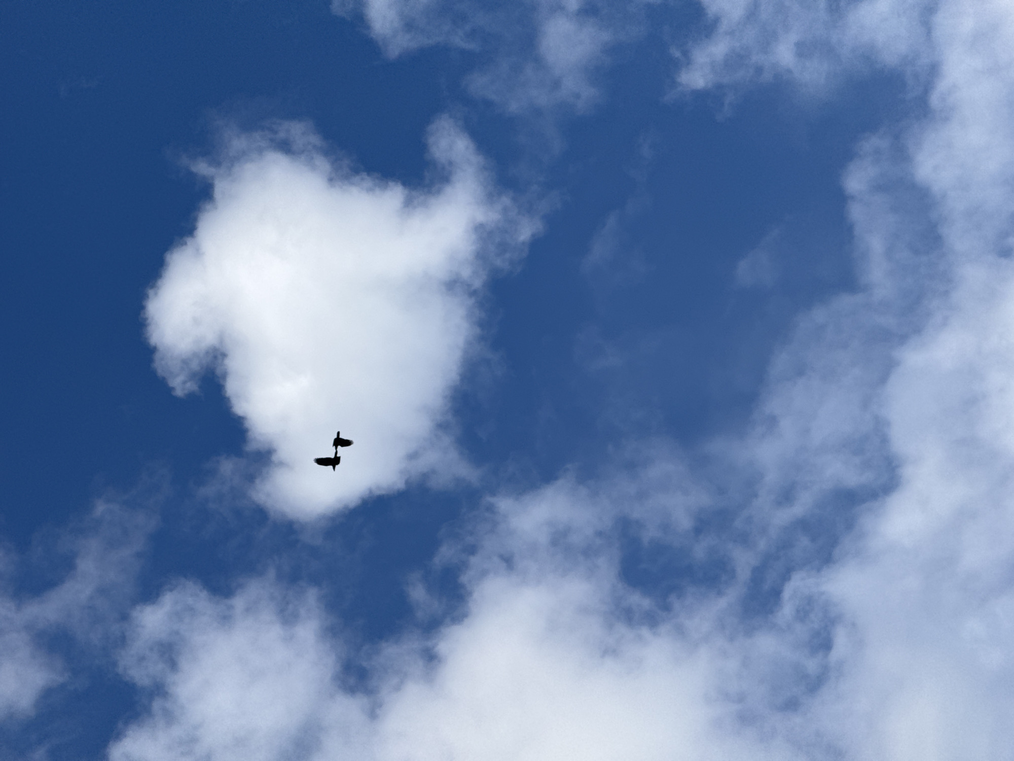 A bright blue sky is interspersed with white clouds, some fluffy and isolated, others more dispersed and wispy. Two dark silhouettes of birds are visible against a prominent white cloud in the upper-left portion of the frame.
The location is assumed to be somewhere close to Ново-Никольское in Russia as that was a user query.