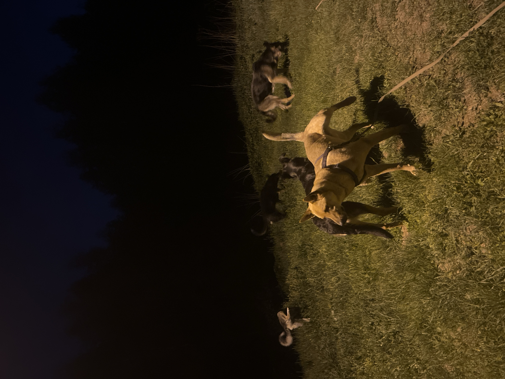 The image shows a grassy area at night, likely a park or field on the outskirts of Nizhny Tagil, Russia. Five dogs are present. A light brown dog with a harness is in the center of the frame, while the others are dark colored dogs. A leash is partially visible. The background is dark, suggesting night and trees are visible. The scene is dimly lit, possibly by a street light nearby.