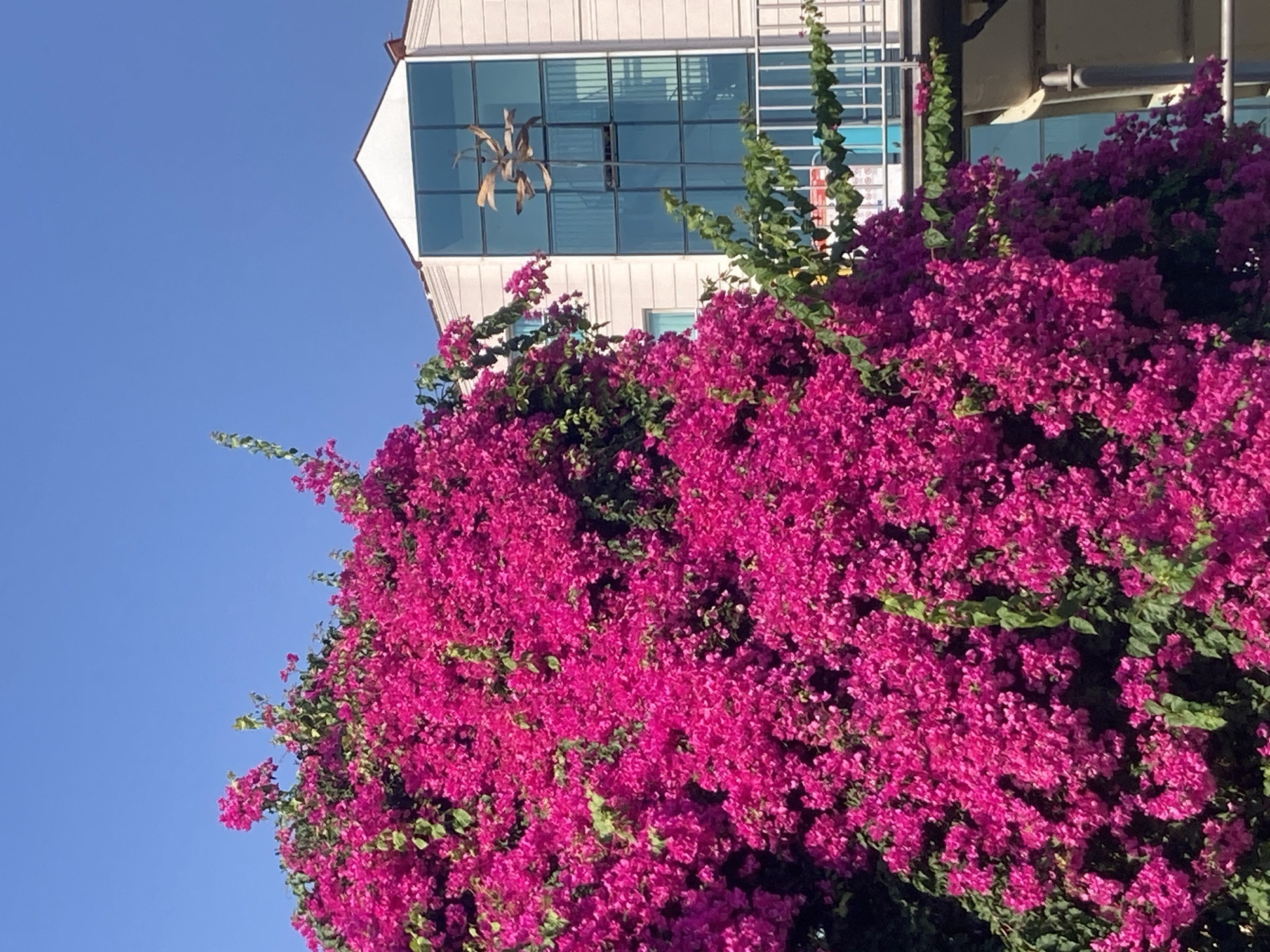 In Kemer, Turkey, a vibrant bougainvillea plant with bright pink blooms cascades down the side of a modern building. The building features a large, blue-tinted glass facade, a white peaked roof, and a balcony with a metal railing. Above the building, a clear blue sky dominates the scene. A metallic sculpture, resembling a stylized dragonfly, is visible in front of the glass windows. The bougainvillea is densely packed with flowers and leaves, partially obscuring the building's architecture.