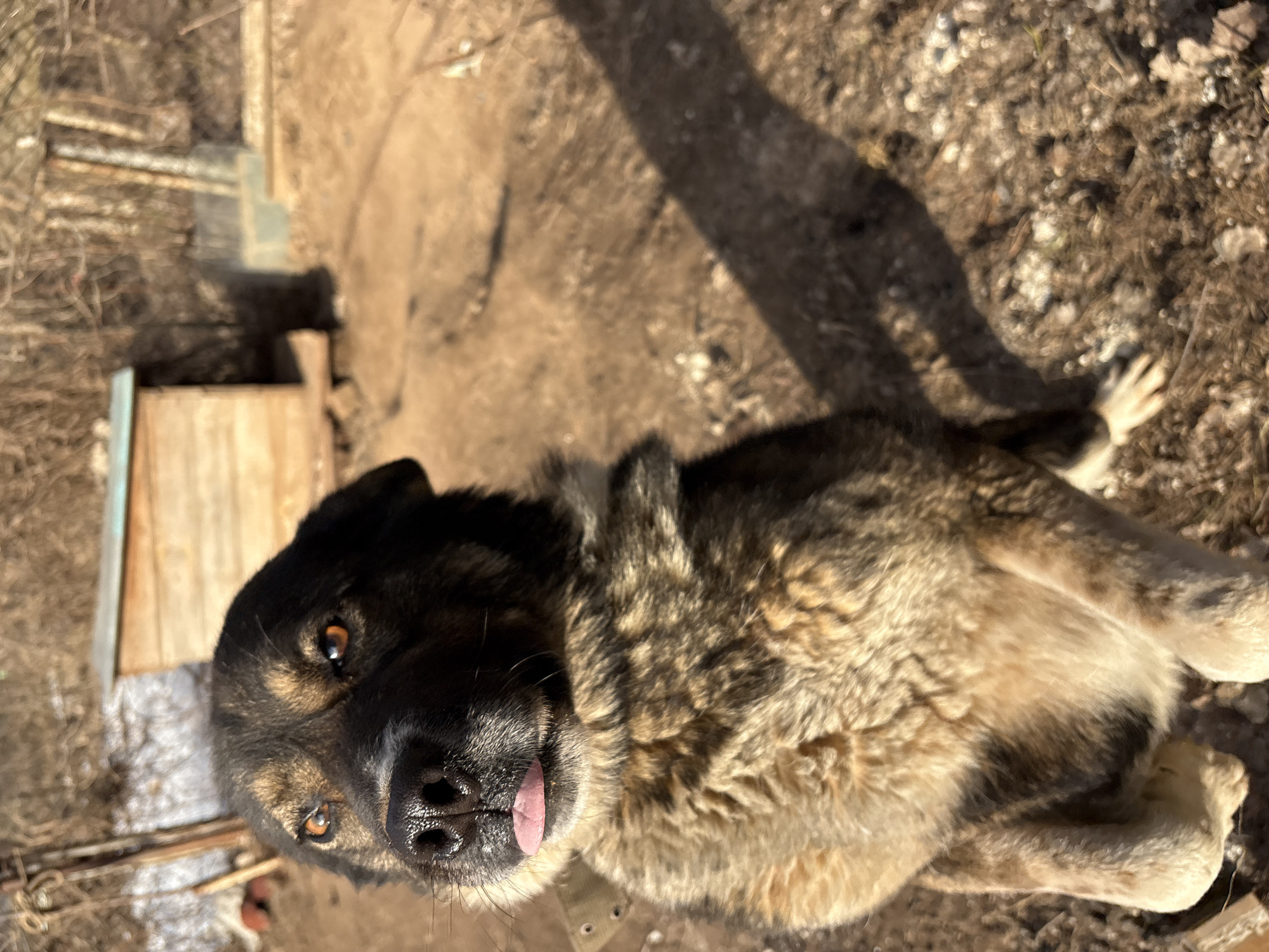 A medium to large-sized dog with a blend of dark brown and tan fur is depicted lying on its back in an outdoor setting. The dog's head is tilted towards the camera, and its amber-brown eyes gaze directly at the viewer. A small, pink tongue playfully protrudes from its mouth, conveying a curious and friendly expression. Its paws are visible, splayed upwards as it rests comfortably.
The scene appears to be a rustic outdoor area, likely a backyard or rural environment in Chaikovsky, Russia. The ground is dry and earthy, with visible patches of sparse vegetation and small rocks or debris. Strong shadows are cast across the ground, indicating bright sunshine and clear weather conditions. In the background, to the left of the dog, a partial view of a simple wooden structure, possibly a dog house or shed, is visible, along with some metal bars or fencing elements. The dog's relaxed posture and playful expression suggest it is enjoying the sunny day. No visible text is present in the image.