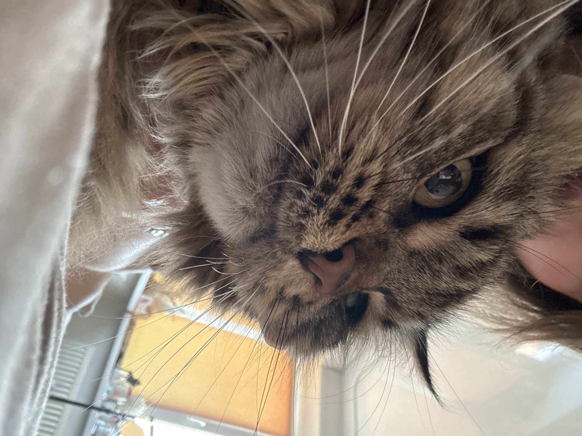 A close-up, low-angle shot captures a cat's face. The cat has brown, tabby fur with long whiskers. A pink nose and one visible eye are prominent. A portion of a white fabric or garment is visible on the left side. The background is blurred, showing a window with blinds. There is no clear indication of the city of Izhevsk, Russia.