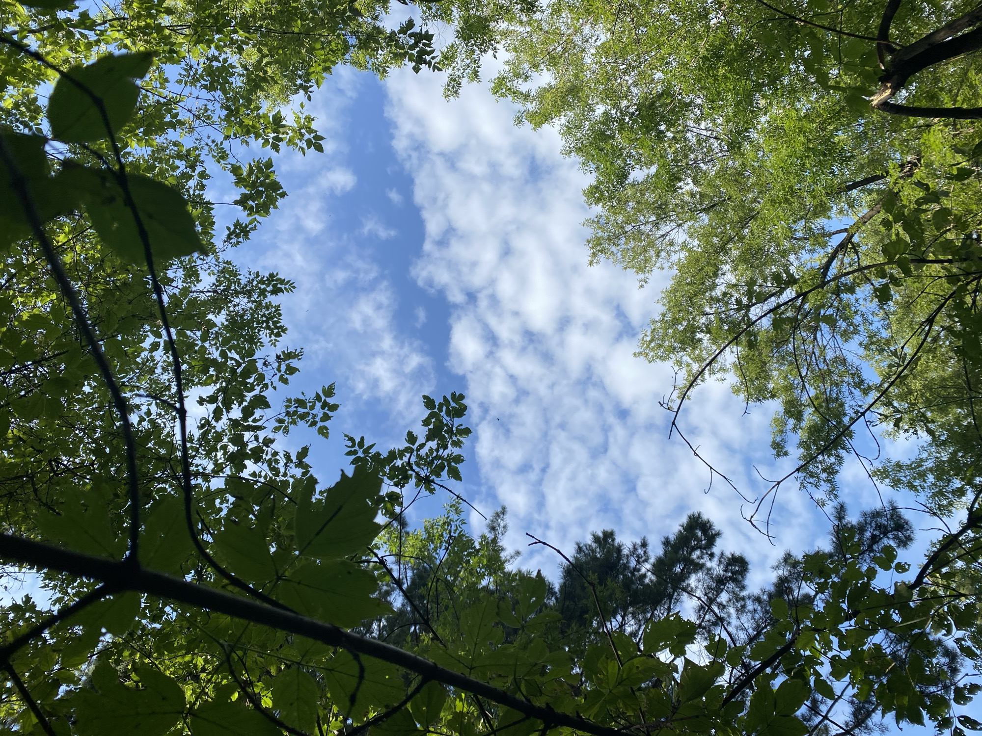 The image shows a view looking up through the branches and green leaves of trees towards a blue sky with scattered white clouds. There are no people, animals, or man-made objects visible. The scene appears to be a natural environment, possibly a park or forest. The image does not provide any information that would allow for its location to be identified as Novokuznetsk, Russia, or any other specific city.