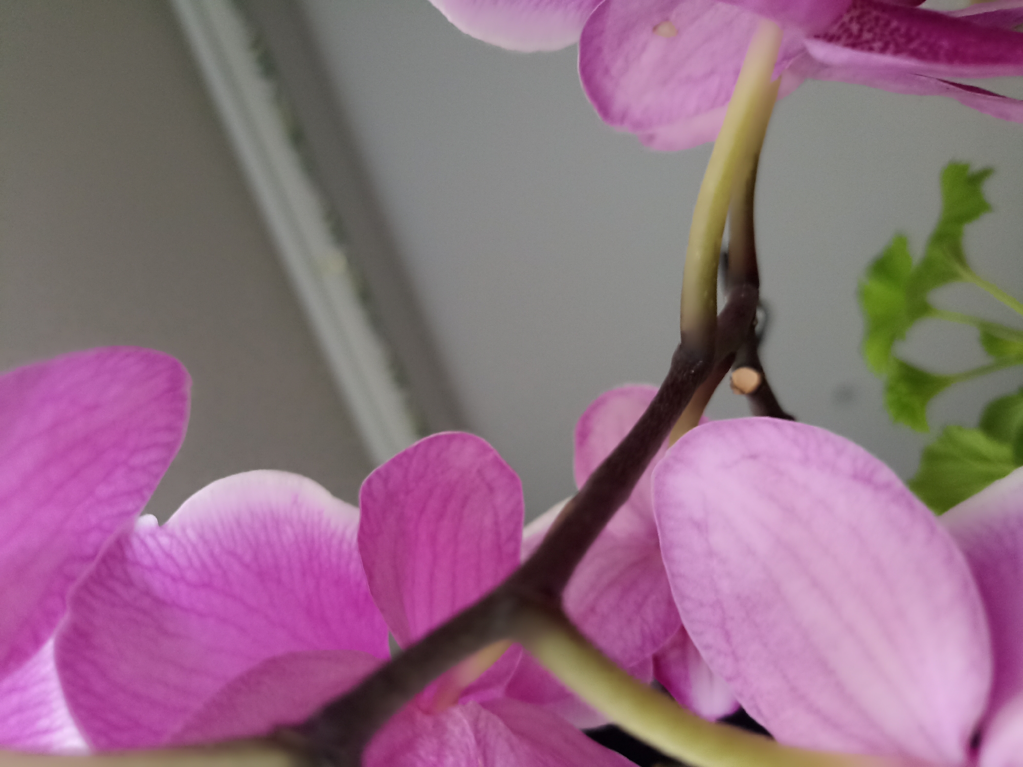 The image is a close-up, low-angle shot of pink orchid petals and stems against a blurred grey background. The petals are translucent with visible veins. A thin, brown stem with a lighter yellow section curves through the center of the frame. In the upper right corner, a small, out-of-focus green leaf is visible. The scene appears to be indoors, likely in a residential setting in Doirí Beaga, Ireland, given the context provided. There are no people or animals present.