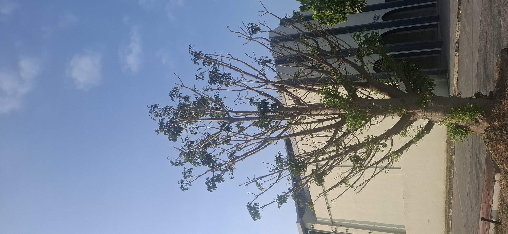 The image shows a tree in the foreground with a building behind it, under a clear blue sky with some scattered clouds. The tree is partially bare, with green leaves concentrated at the tips of its branches, and has a thick, textured trunk. Behind the tree, a light-colored building with dark arched structures is visible. A sign on the building reads "SARKARA HALL." The scene appears to be outdoors in a paved area, possibly a parking lot or courtyard. The environment suggests a warm, possibly tropical climate. This location is identified as Colomadu, Indonesia. There are no people visible in the image.