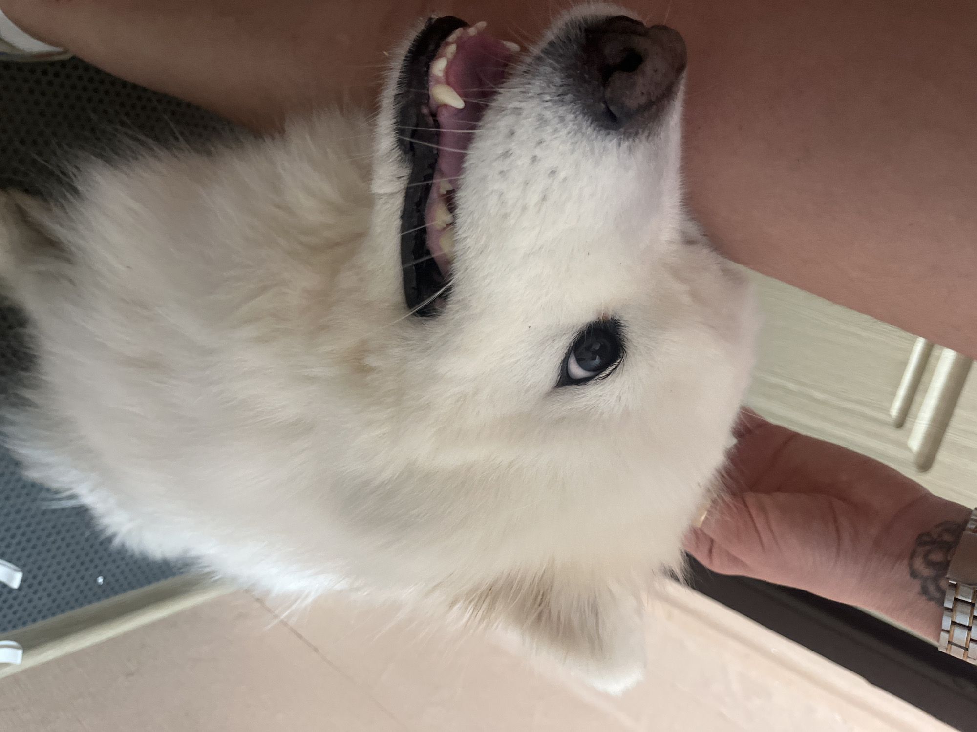 A close-up, medium shot shows the face of a fluffy white dog with its mouth slightly open, revealing pink gums and white teeth. The dog's dark eyes are looking upwards and to the left. A human hand with a wristwatch and a tattoo on the wrist is gently petting the dog's head from the right side of the frame. The background is out of focus, showing a light-colored wall and door. The lower portion of the image shows the dog's chest and a dark textured surface, possibly a mat or floor. There is no identifiable city or location information present in the image.