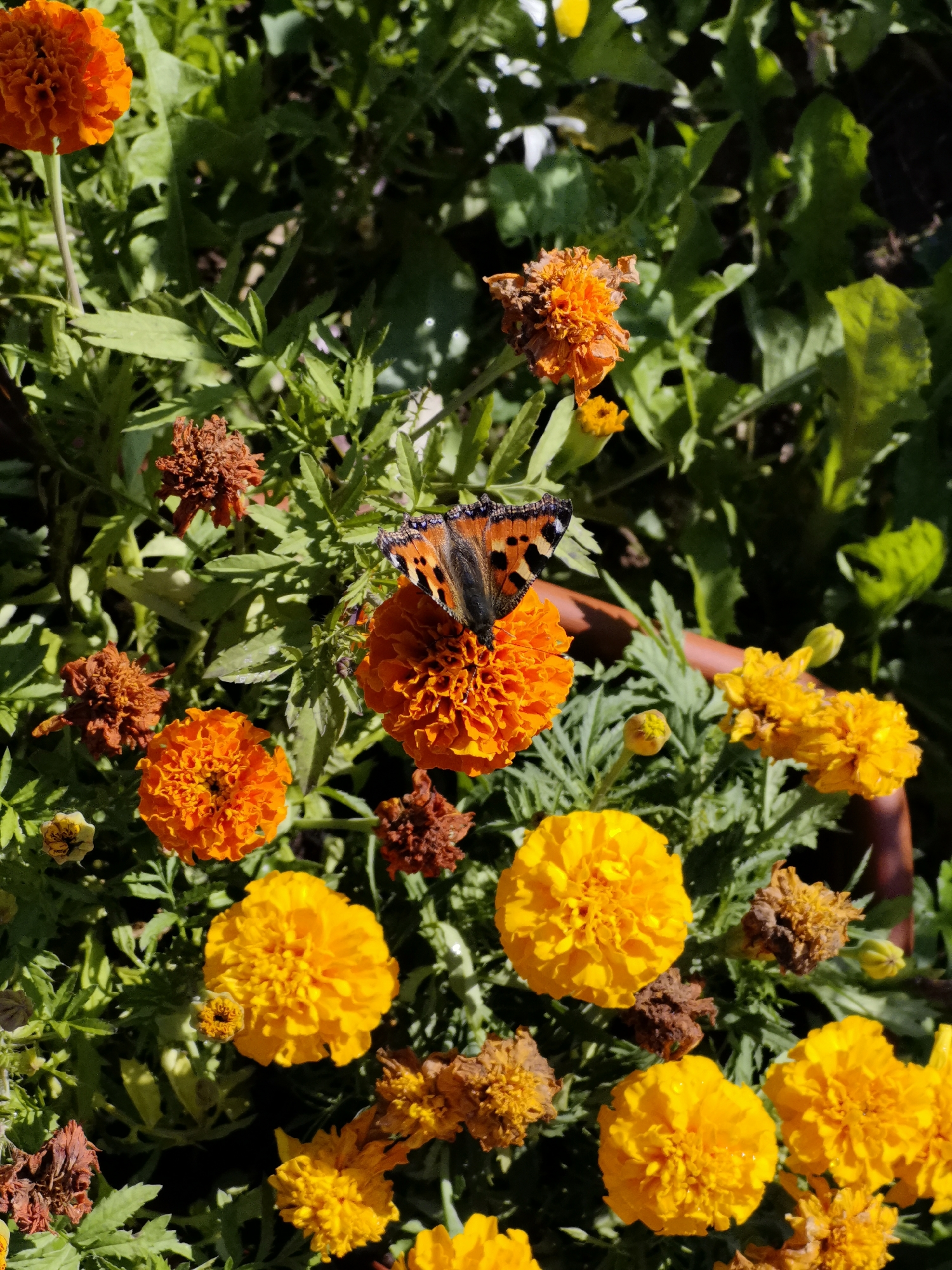 An overhead close-up shot captures a vibrant garden scene teeming with blooming marigolds in shades of orange and yellow, interspersed with some withered brown flowers. A small butterfly with orange and black wings rests on one of the orange marigolds, its wings slightly open, revealing intricate patterns. The surrounding greenery provides a lush backdrop, suggesting a sunny day. The image does not contain any information about the city of Каймары, Russia.