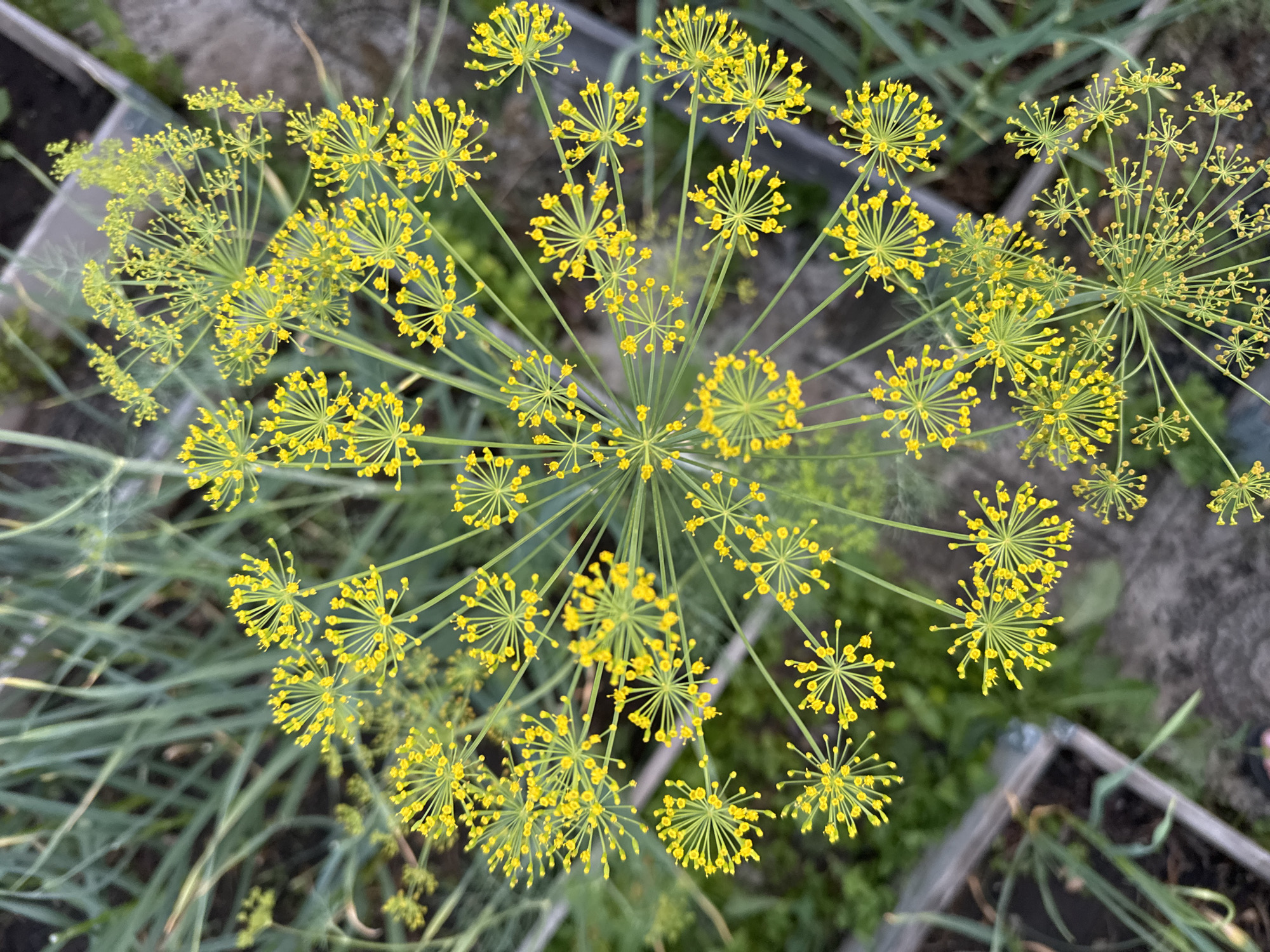 The image is a close-up, top-down view of dill flowers in bloom. The flowers are small, bright yellow, and arranged in umbels, which are characteristic of the Apiaceae family. The dill plant's feathery foliage is visible in the background, along with some other greenery and what appear to be raised garden beds. The lighting suggests it is daytime, likely outdoors in a garden setting. There are no people or animals visible in the image, and no specific urban features of Kokshetau, Kazakhstan are depicted. The scene is entirely focused on the botanical subject matter.
