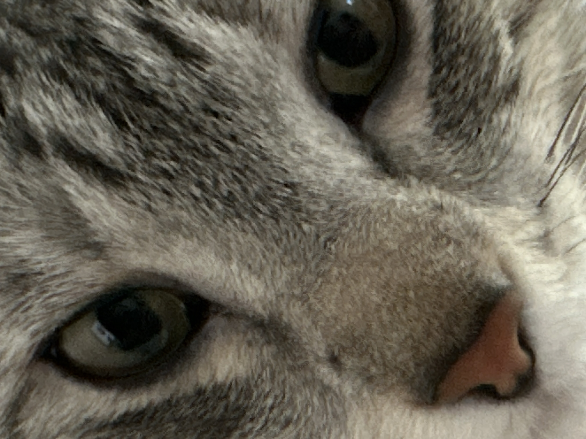 This is a close-up, head-on photograph of a domestic cat's face, filling the entire frame. The cat has grey and white tabby fur with distinct dark stripes. Its eyes are visible; the left eye is slightly more open than the right, and both have green irises and dark pupils. The cat's nose, a pinkish-brown color, is also prominent in the lower-left quadrant of the image. The focus is tight on the facial features, with the fur texture being a significant element. The image does not contain any elements that would allow for identification of a specific location in Târgu Neamț, Romania, or any other geographical area.